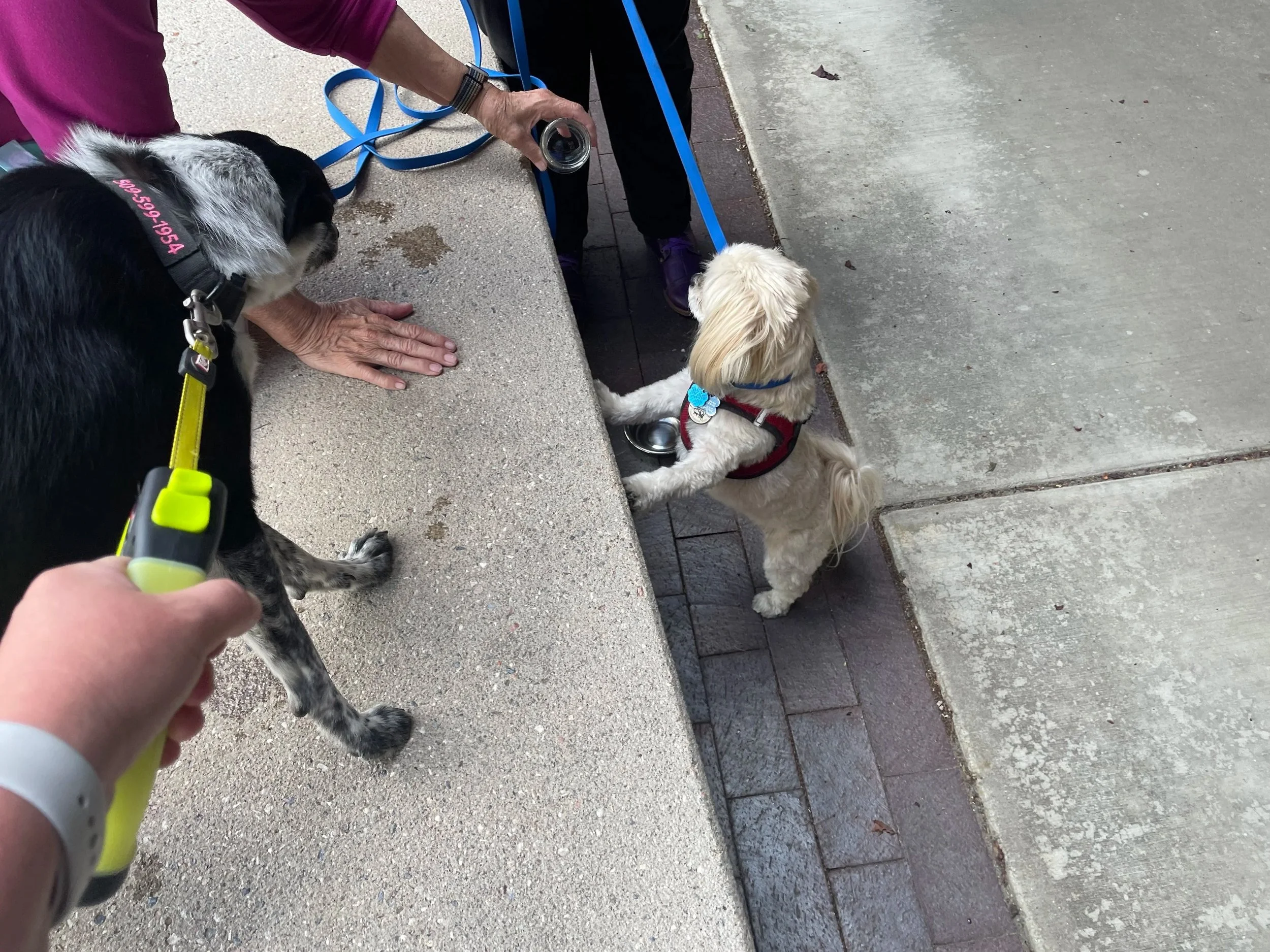 Person walking two dogs in a park or sidewalk area. One dog is kneeling on the ground, and the other dog is standing upright, leaning against the person.