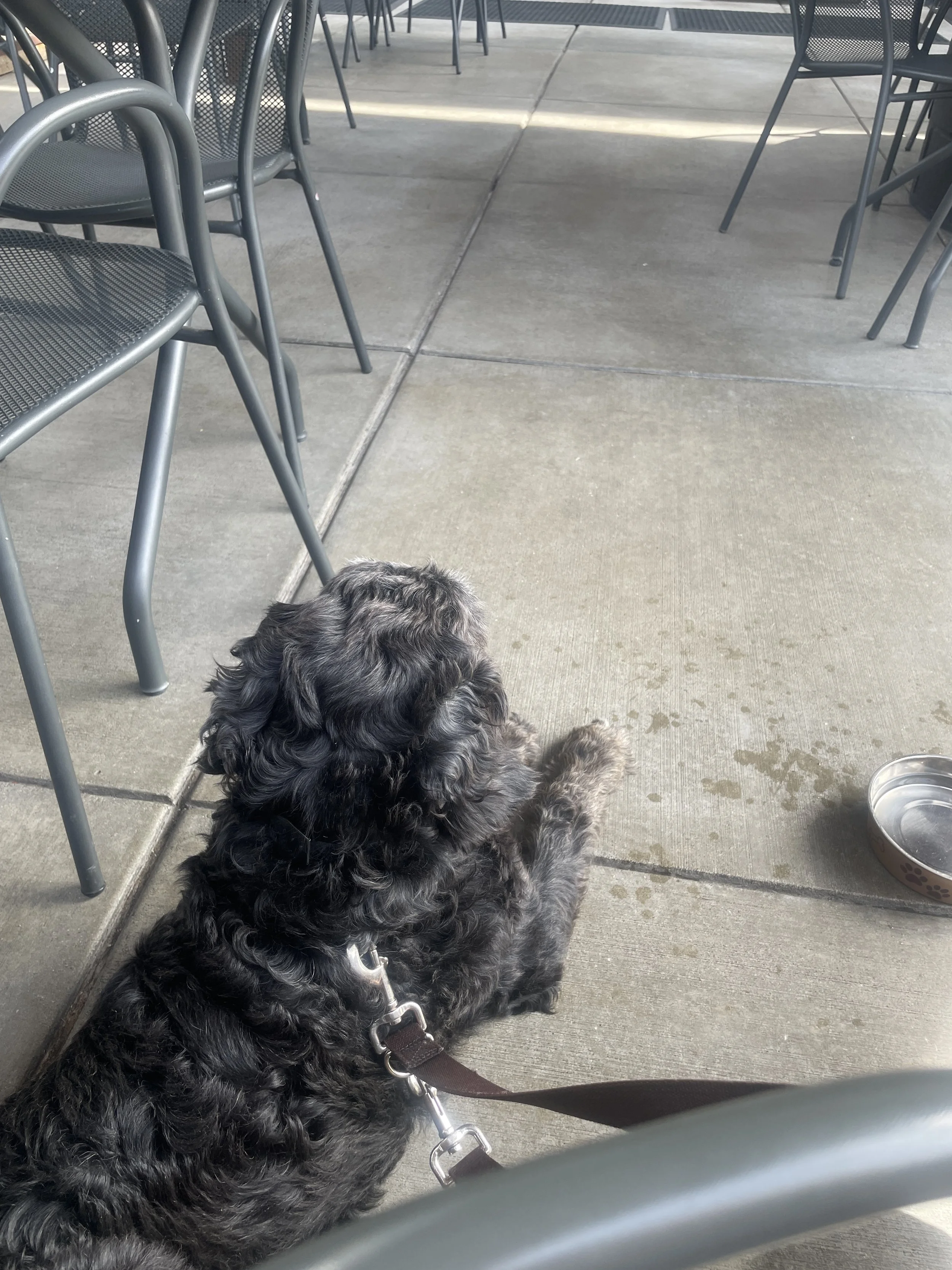 A black and grey poodle mix lies on a cement patio at a restaurant with metal chairs and tables visible.