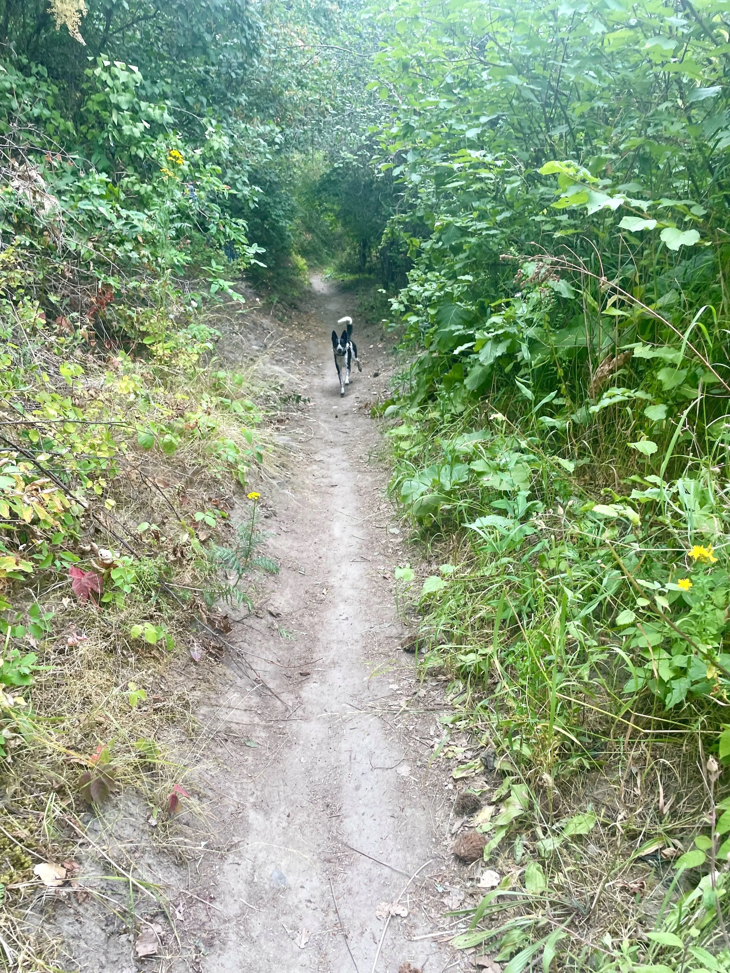 A narrow dirt trail through dense green foliage with a black and white dog walking towards the camera.