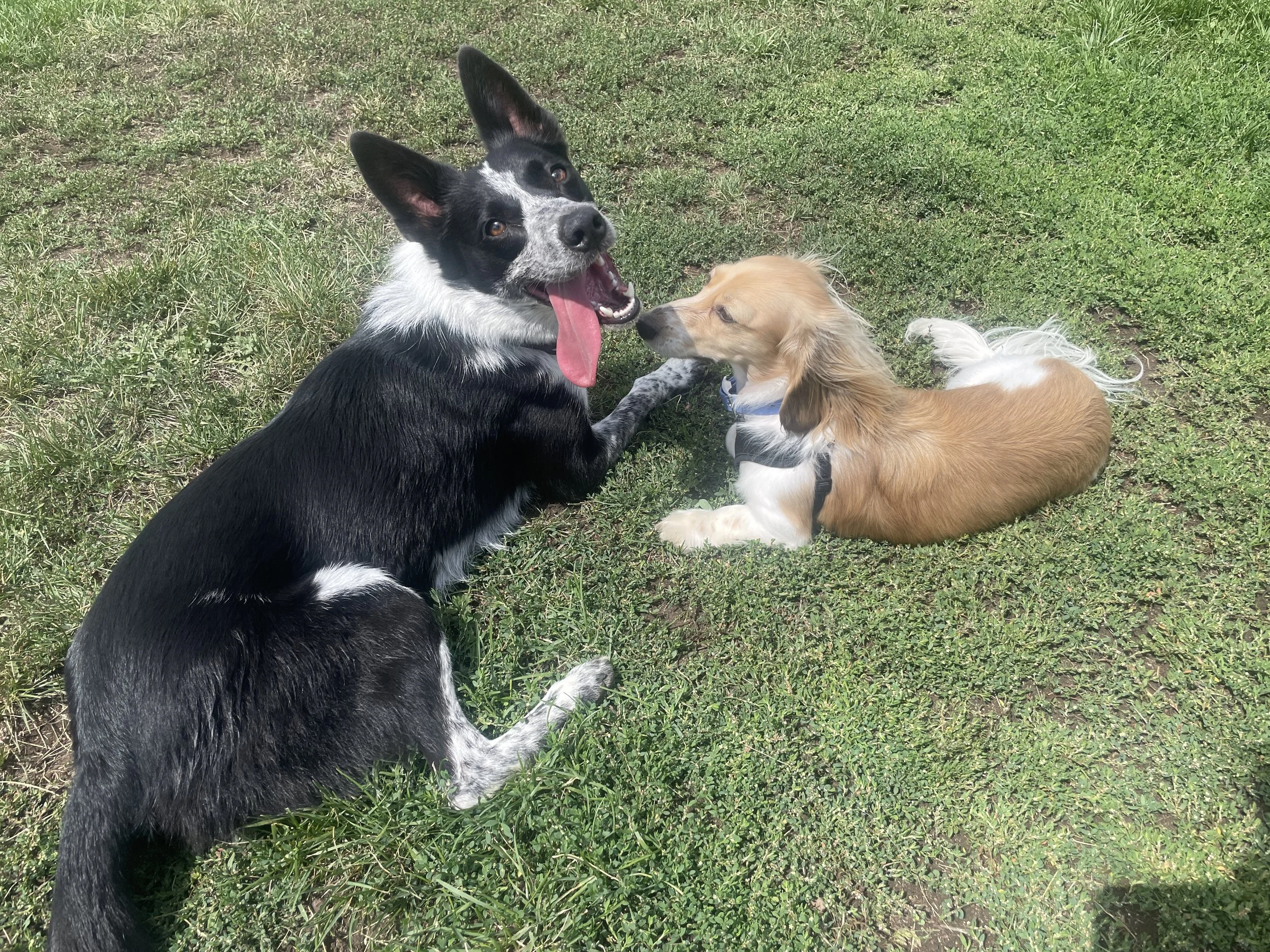 Two dogs, one black and white with its tongue out and the other tan and white, lying on green grass, touching noses.