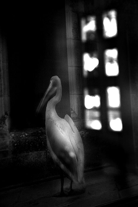 Pelican  #3 Nb.jpg