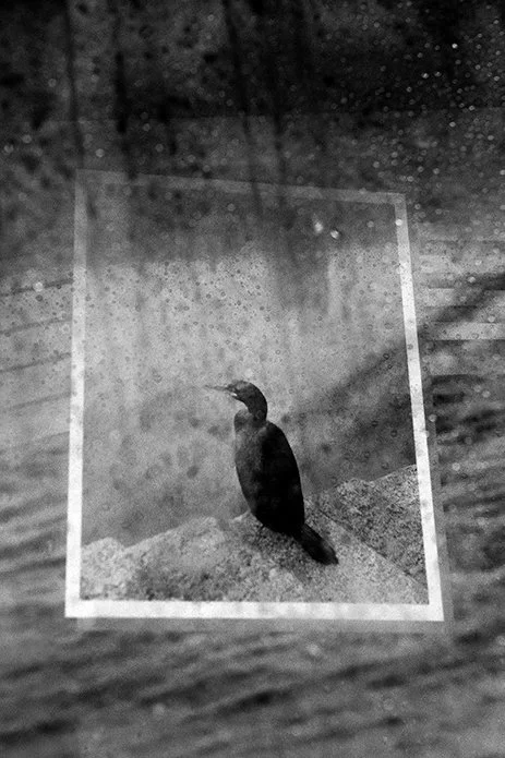 Animal SM Nb #2(Rec) IMG_5239.jpg