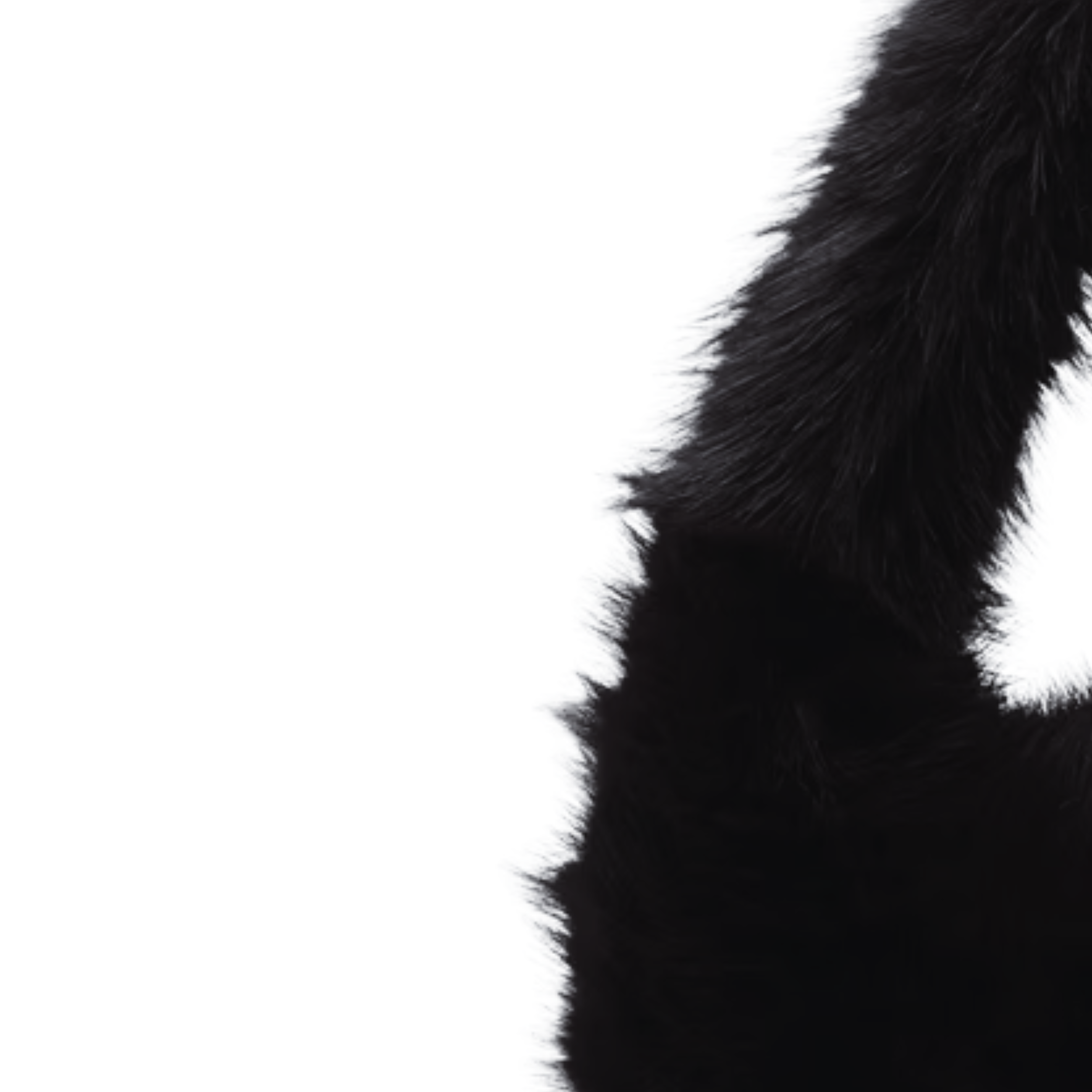 A R O B E L L A .png