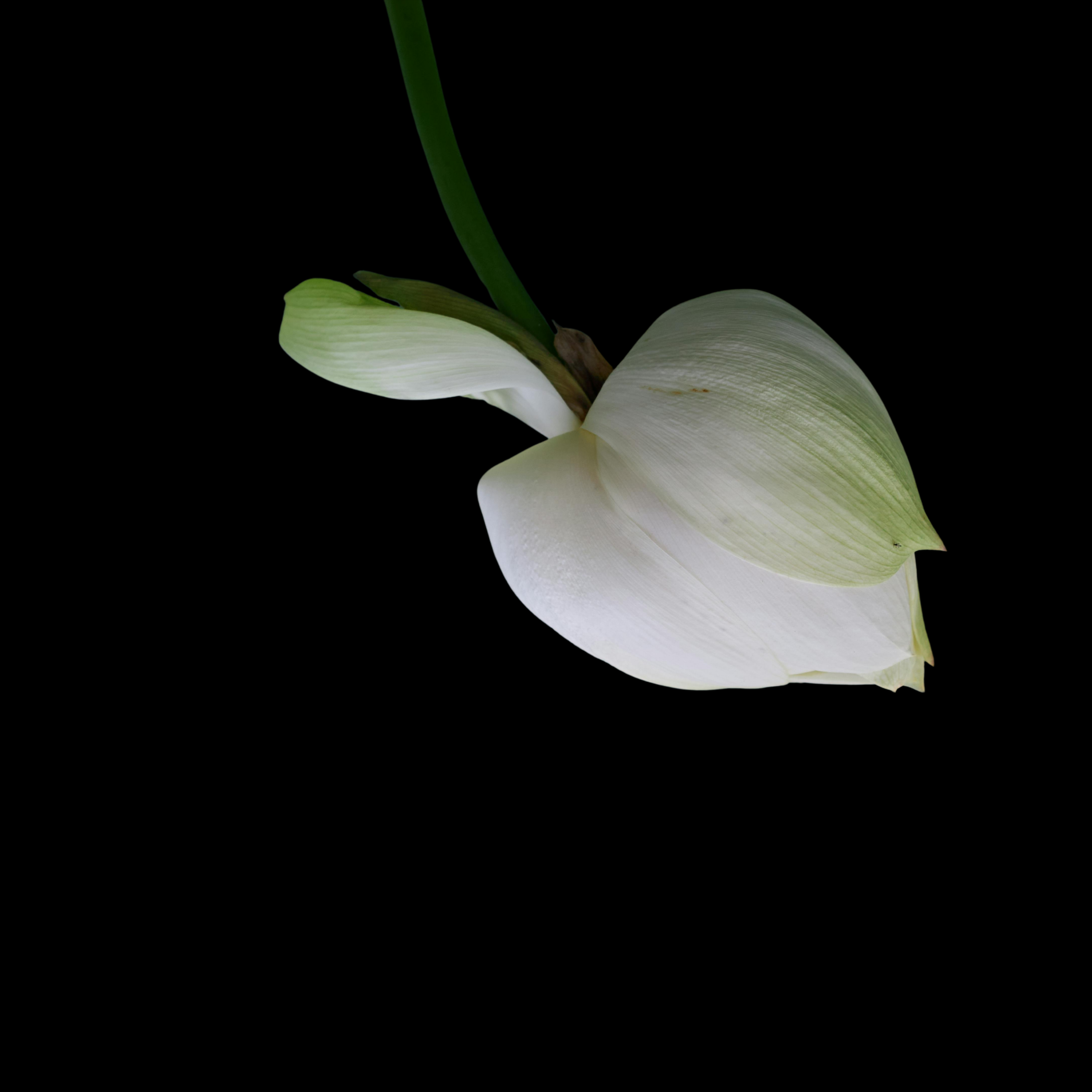 WHERE IS YOUR DIVINE BLESSING