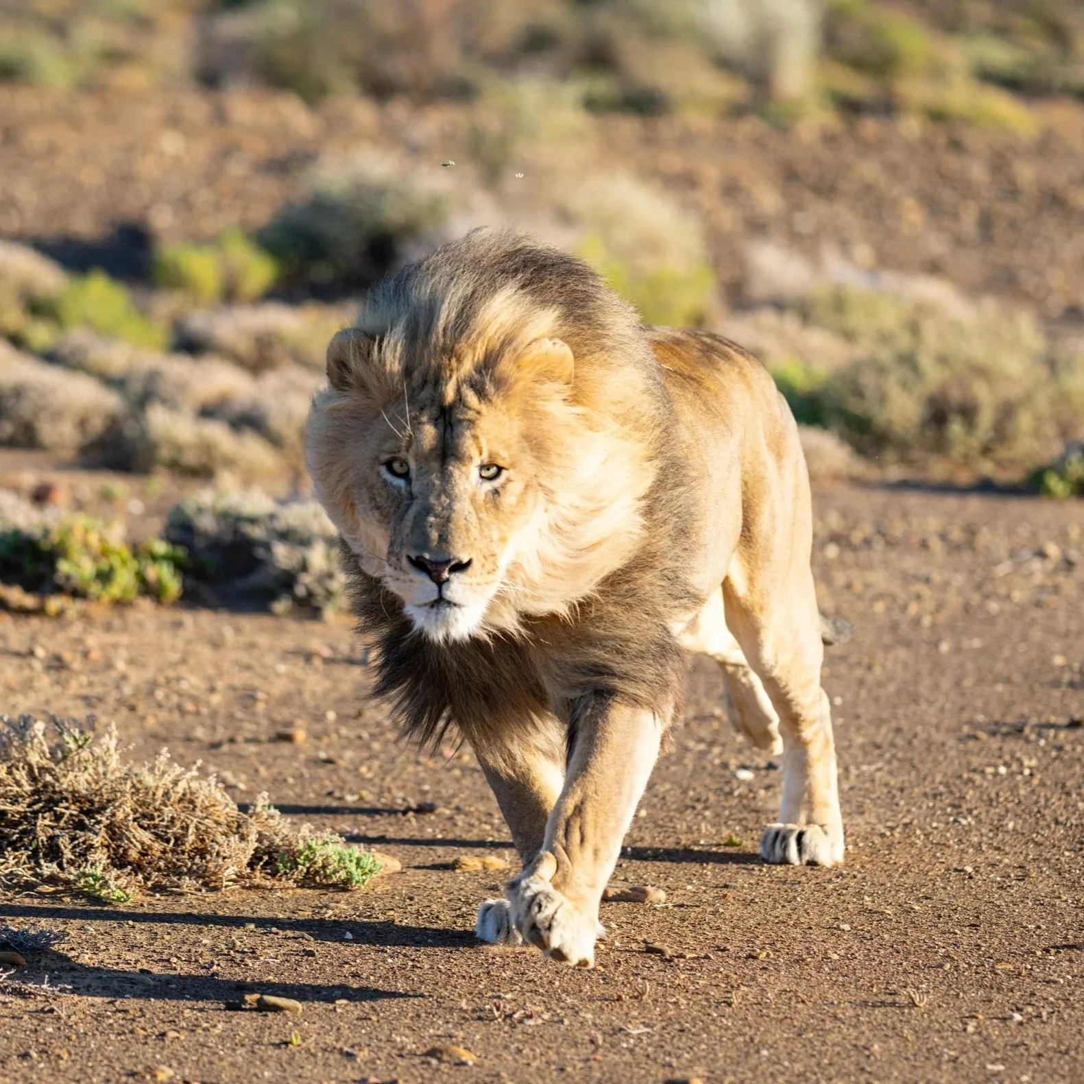 Safari
