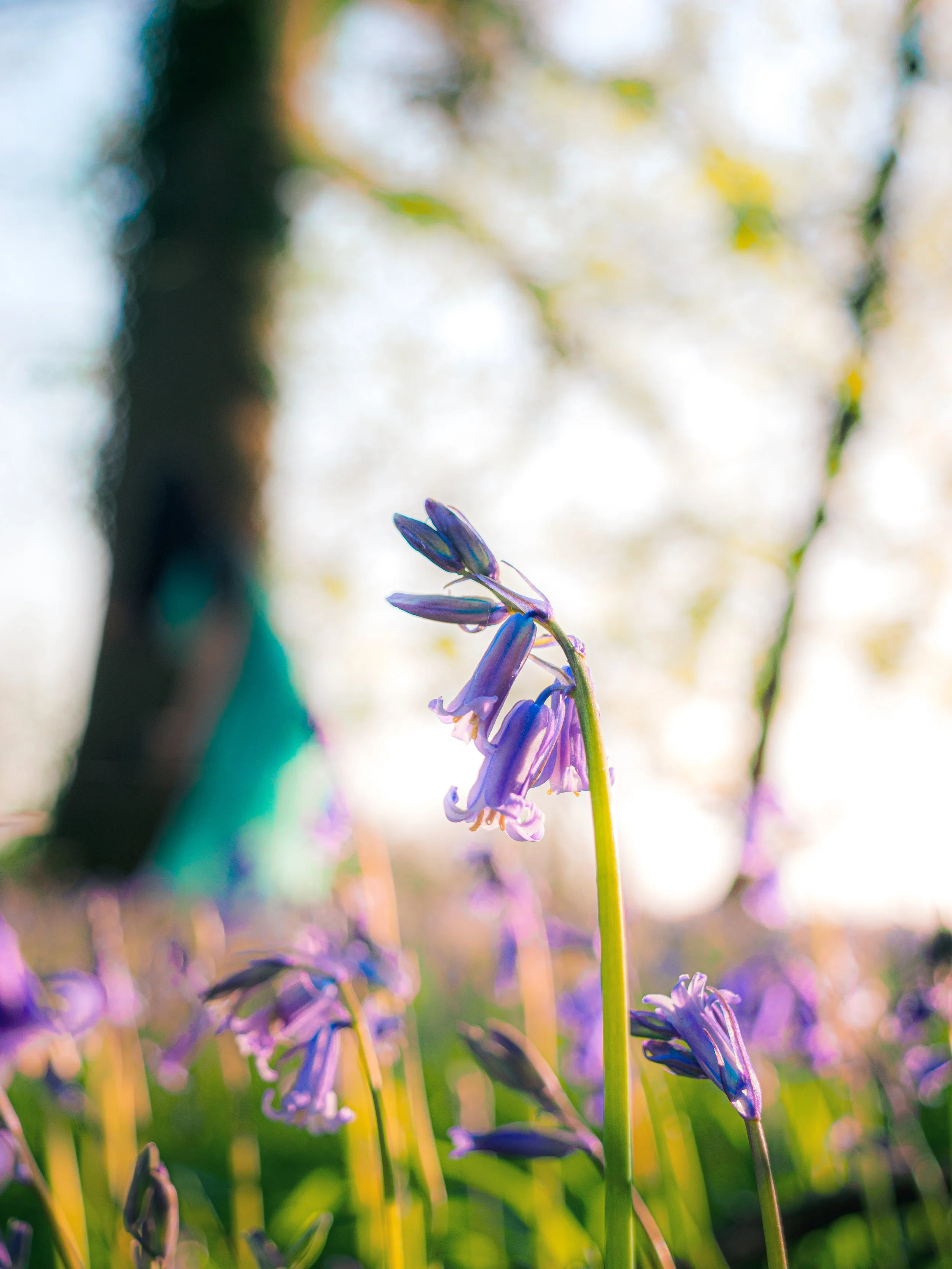 Bluebell - Mintaka Website Exports-17.jpg