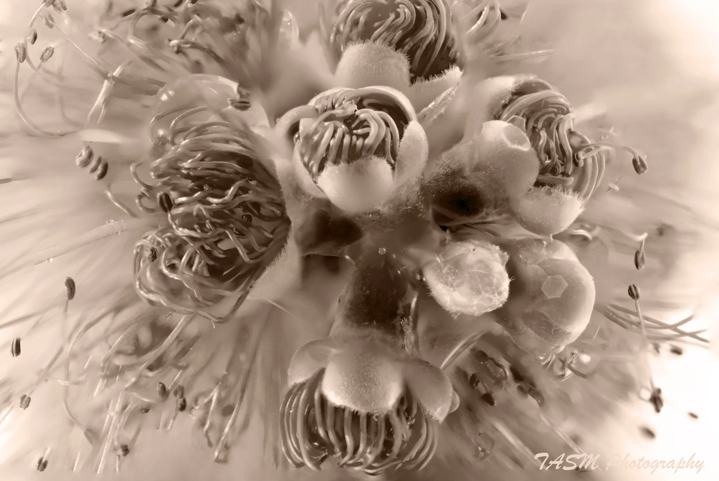 Macro flower 1FL.jpg