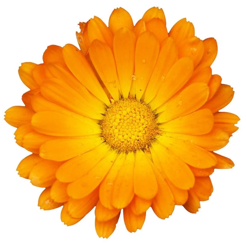 Calendula-Officinalis-Oil-Infusion-Marigold-Oil-Infused-ProductPic.jpg