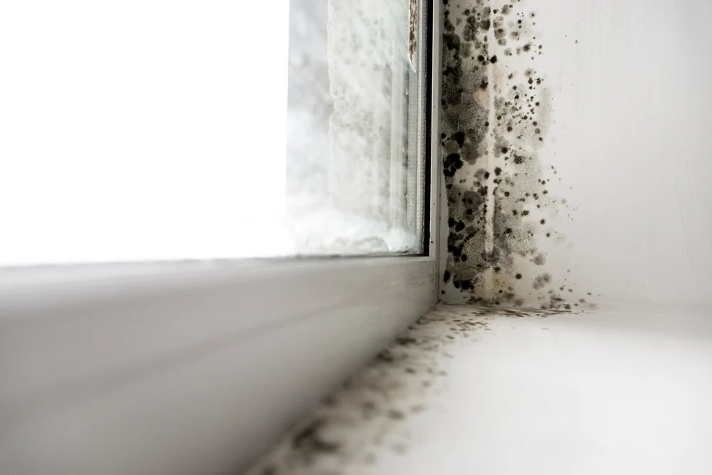 Mold removal