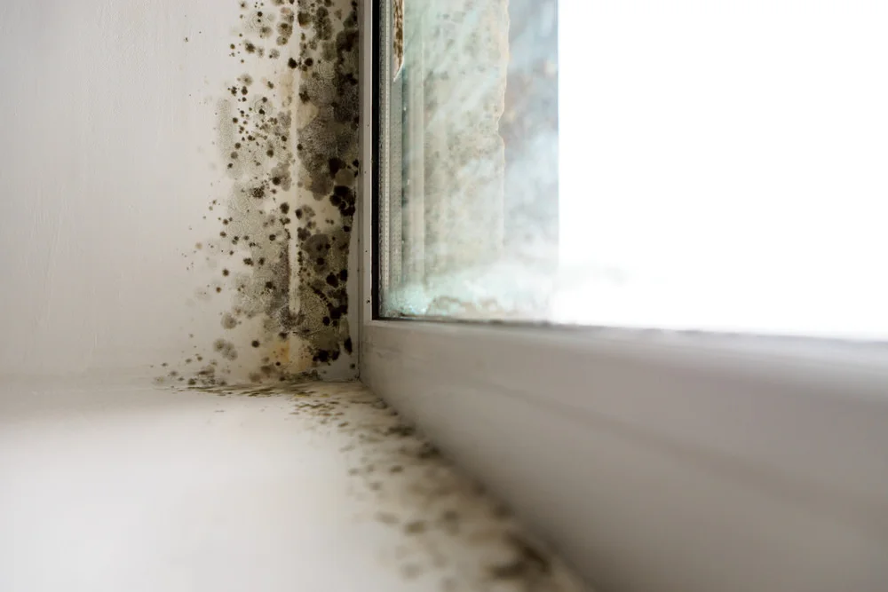 Mold-Removal.jpg