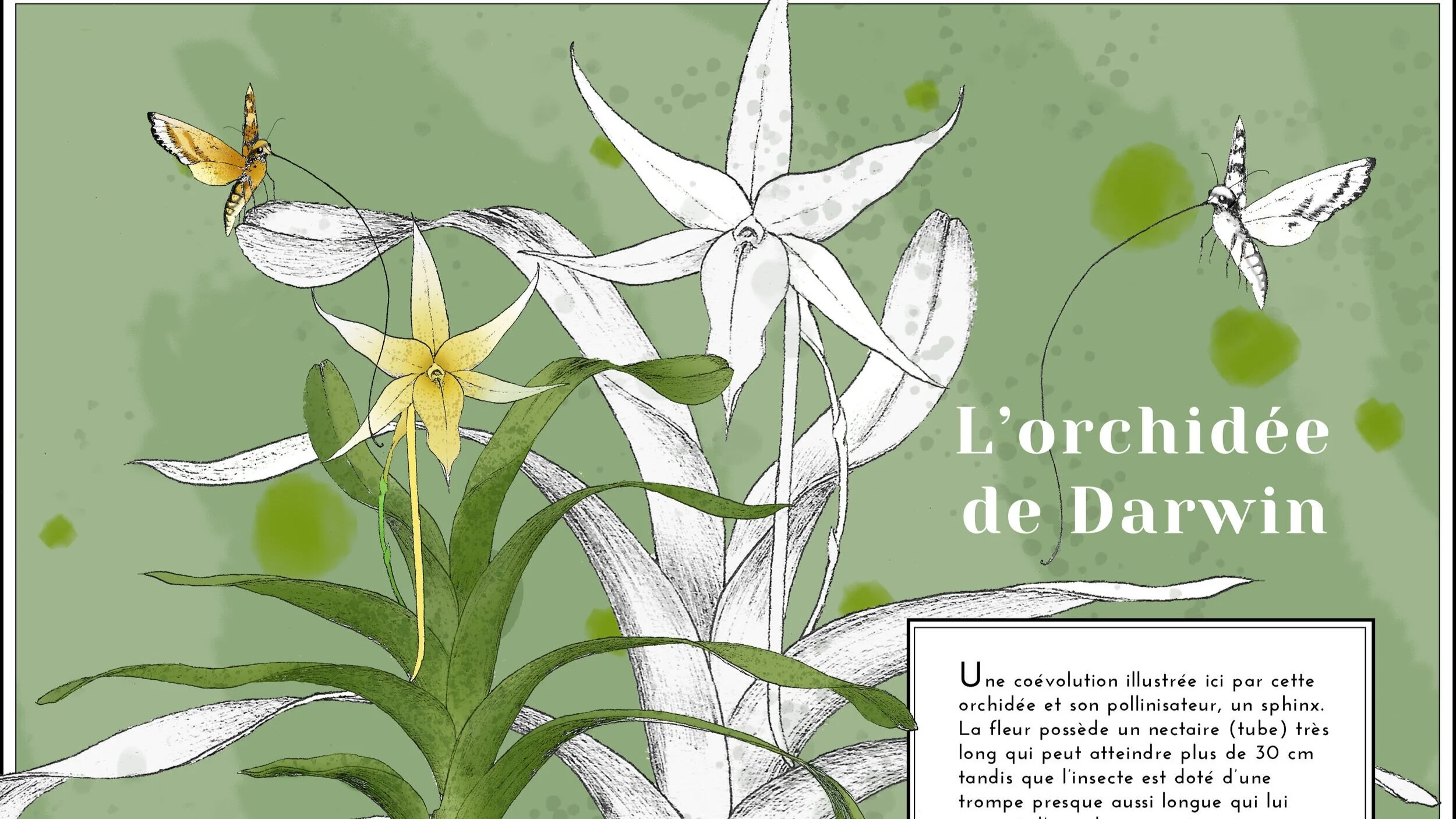 orchid%2Bspkinx%2Bavec%2Btexte%2B4.jpg