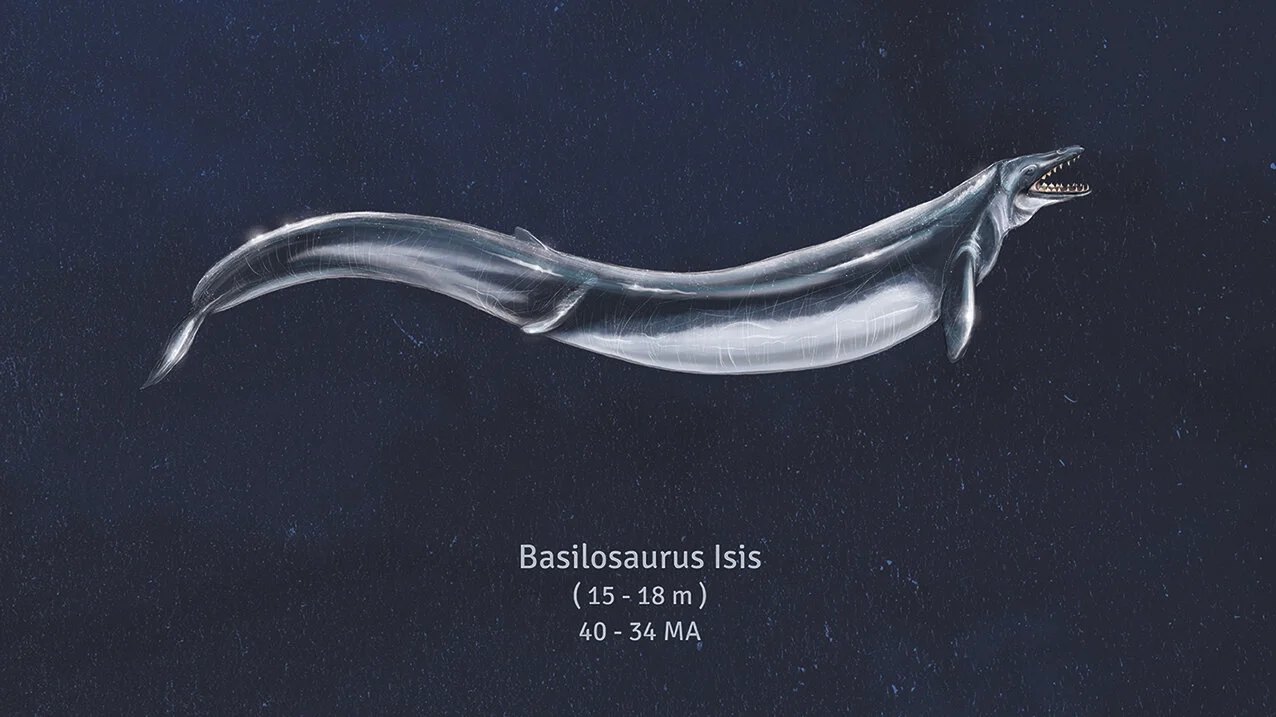 évolution baleine - Basilosaurus.jpg