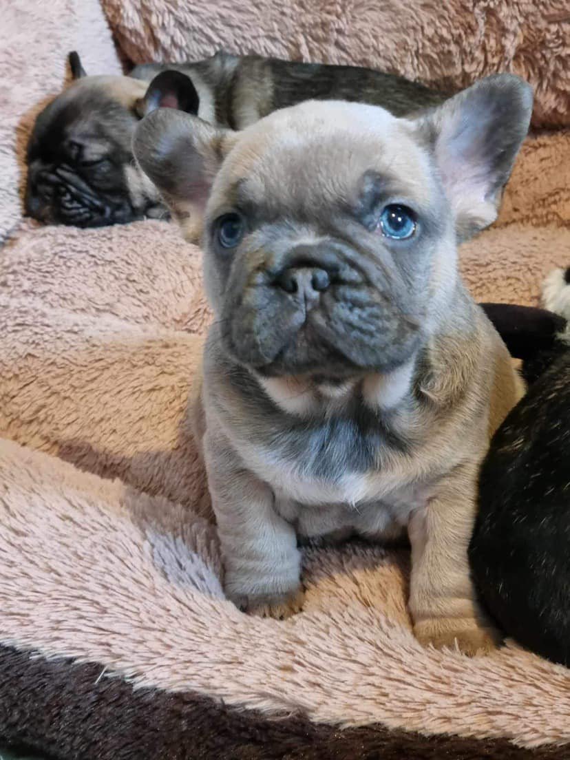 Ready For Adoption — Frenchie & Friends Foundation