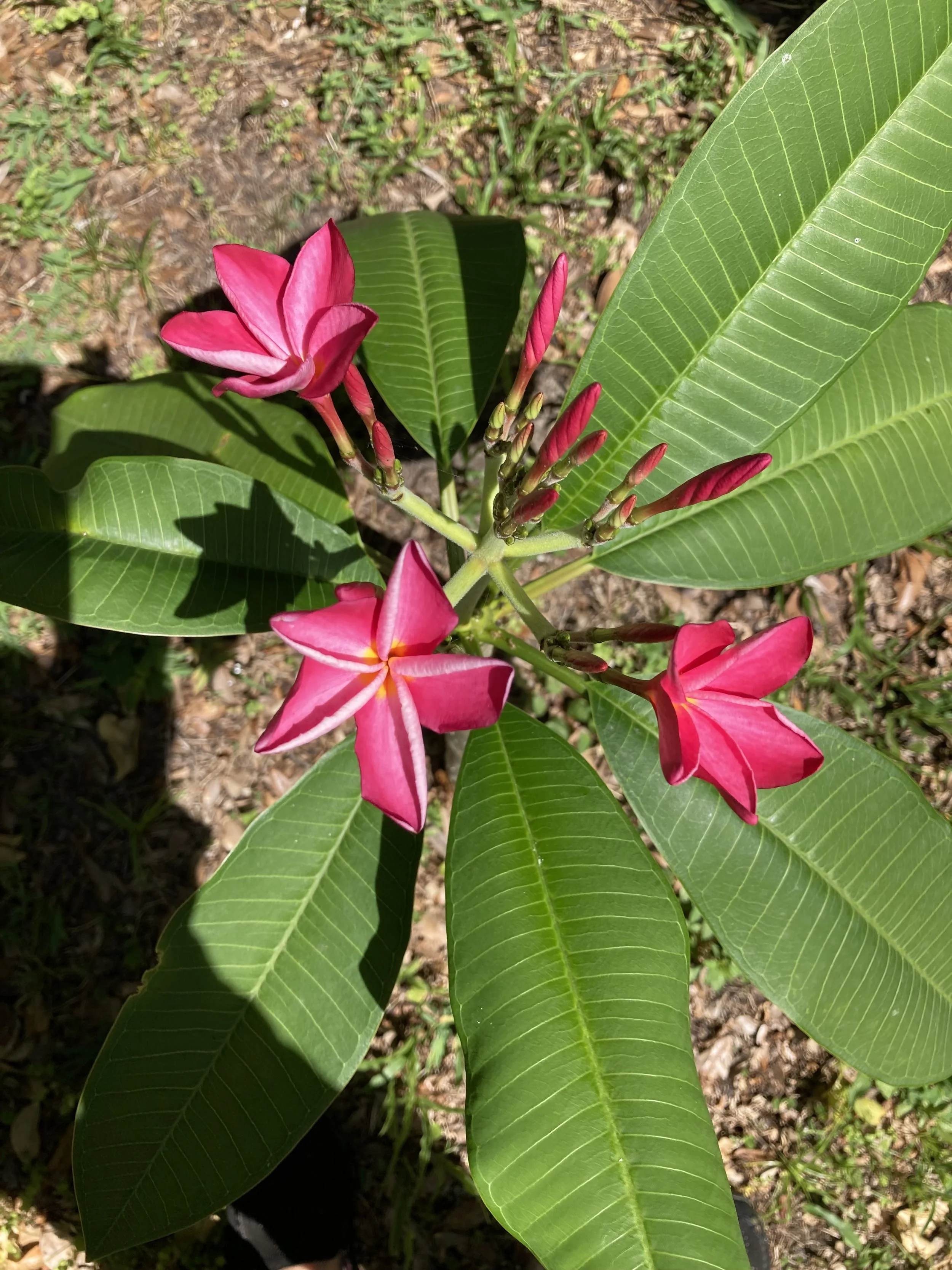 Flowers - Nature's Crayons