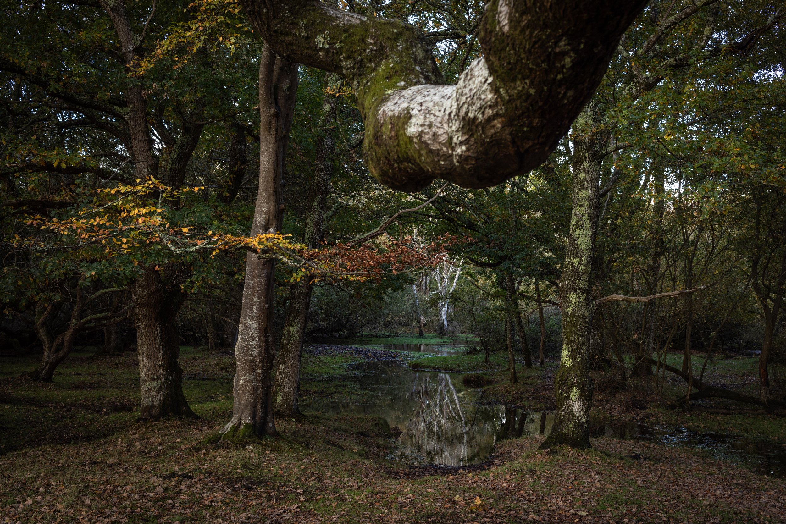 New_Forest_Autumn_2025-14b.jpg