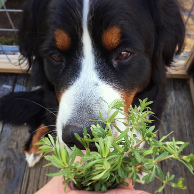 What plants are helping you through these tough times? Are you finding joy in spring flowers? A favorite house plant? Greens from the store? Garlic and ginger to keep your body healthy? Lemon balm or oats to soothe frazzled nerves? 🌱
🌱
🌱
Osa and I