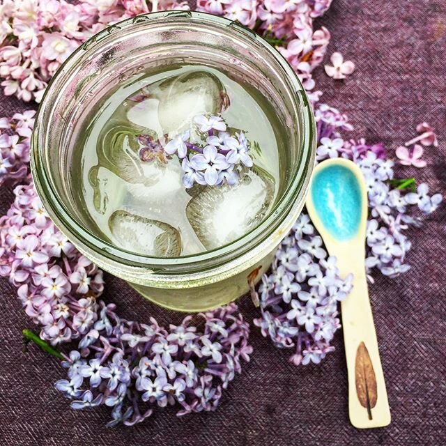 Lilac syrup!!! Ever wish you could bottle up the smell of lilacs? Or gobble those delicious smelling flowers? You can. And it&rsquo;s time now. 🌱
🌱
🌱

I went for an outdoor dinner last week at the house of a four year old friend. Her first order o