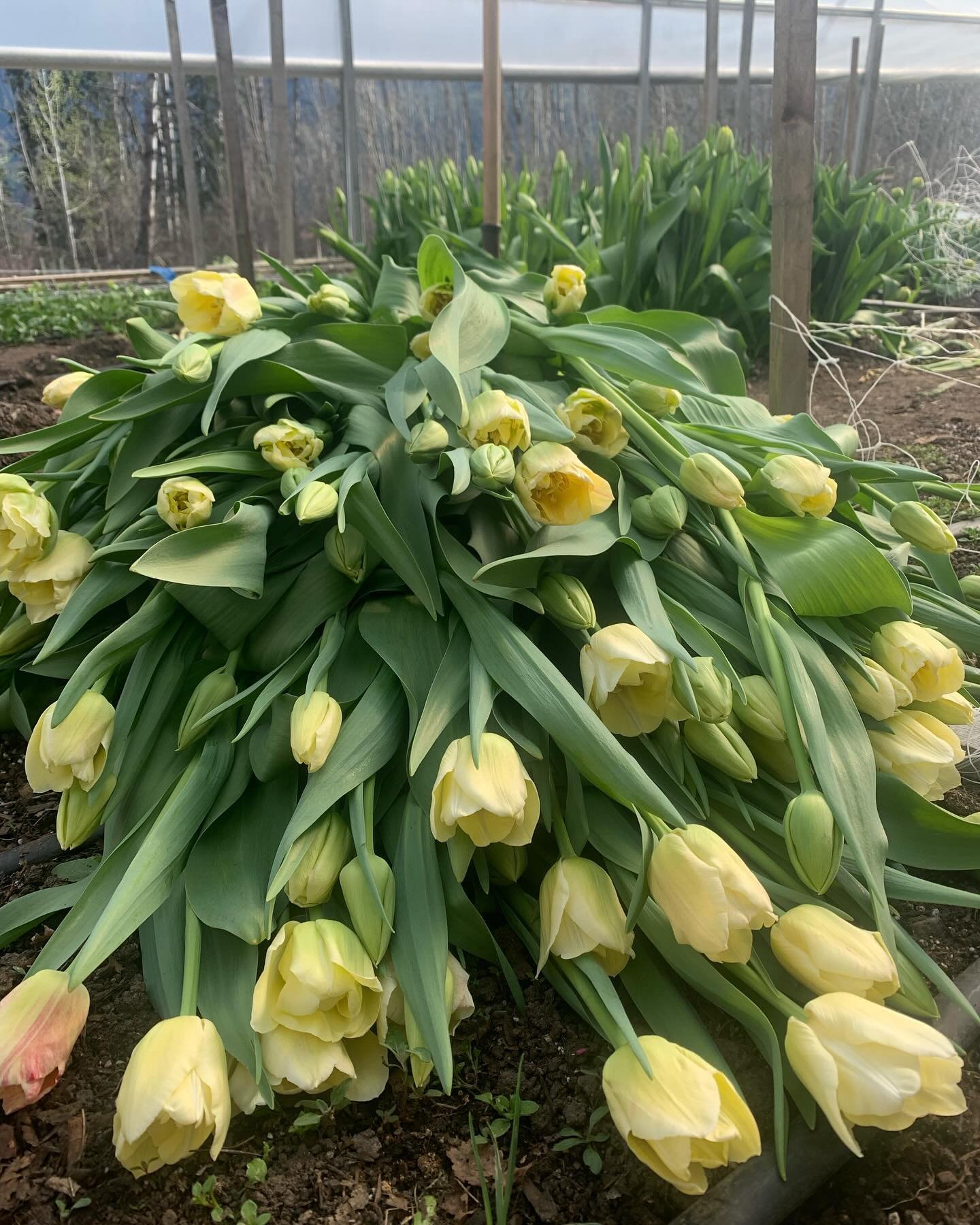 There&rsquo;s nothing quite like a mountain of tulips. 😍
Tulip: Silk Road
#flowerfarming
#goldenbcflorist
#goldenbcflowerfarm