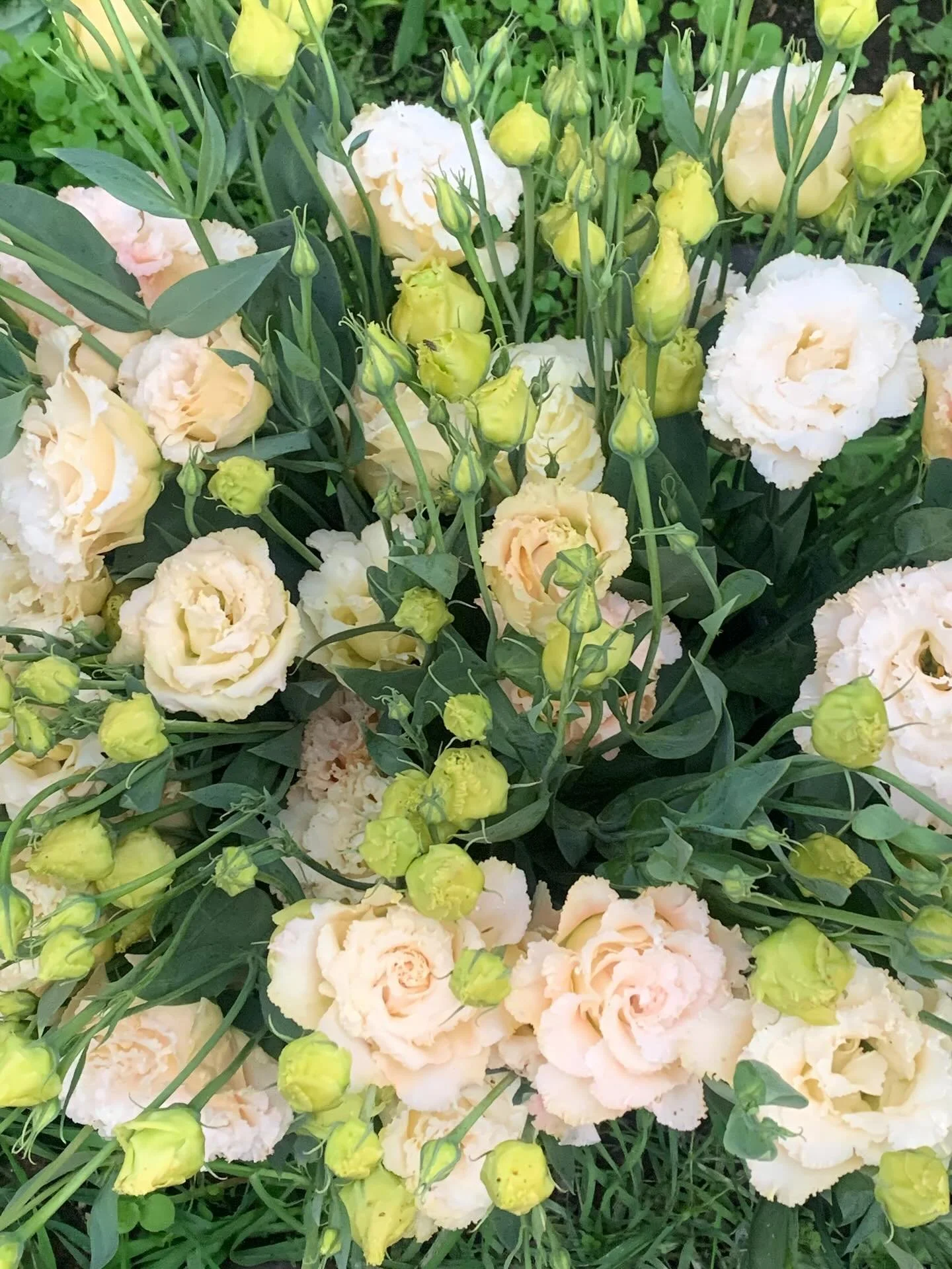 Freshly harvested Lisianthus @invermereartisansmarket today! 
3-7 Friday
10-4 Saturday 
I have so many dried flowers, specialty tulip bulbs, pumpkins and more!
See you soon!