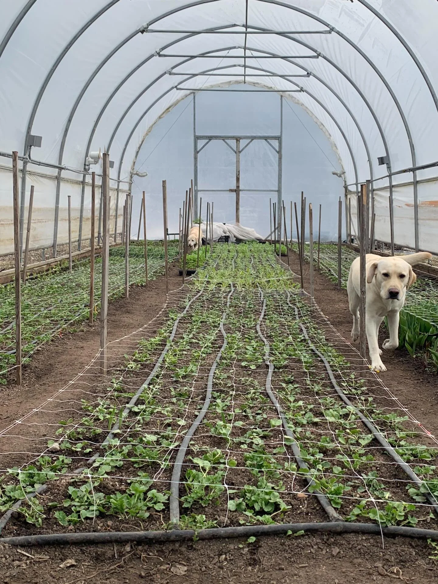 I&rsquo;m a little late to the party 🤣 but, Happy Spring from your future blooms! 🥰🌱