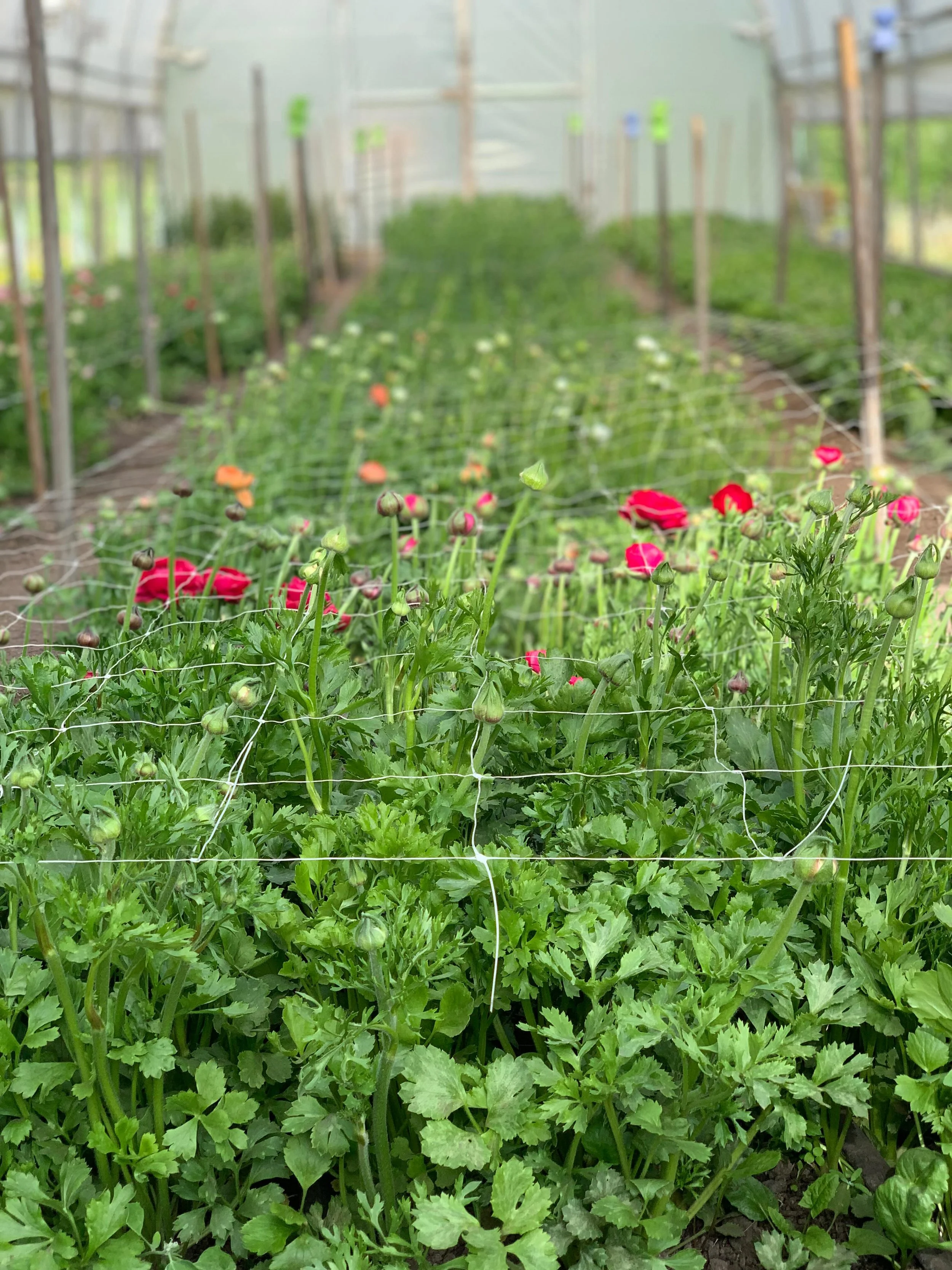 A quick flower update! It&rsquo;s the slow trickle of flowers season here on the farm! That means there are very limited blooms hitting retail this week as the greenhouse gets ready to explode with colour. 
Stay tuned for bucket drops of mini-bundles