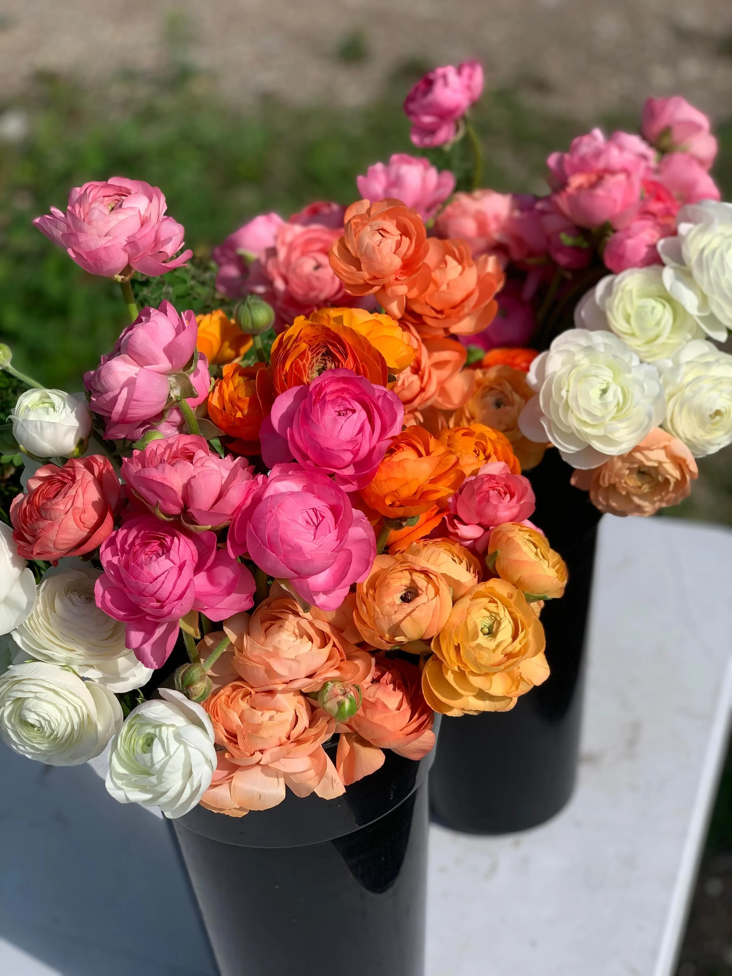 Retail Restock! 
It&rsquo;s Ranunculus Season 💗
The best season of the year! 
FIND &lsquo;EM ⬇️

GOLDEN:
@ethoscafe.golden 
@daleybreadbakery

WINDERMERE:
@hopkinsharvest 

CANMORE:
@springcreekmarket 
@rusticanamarket