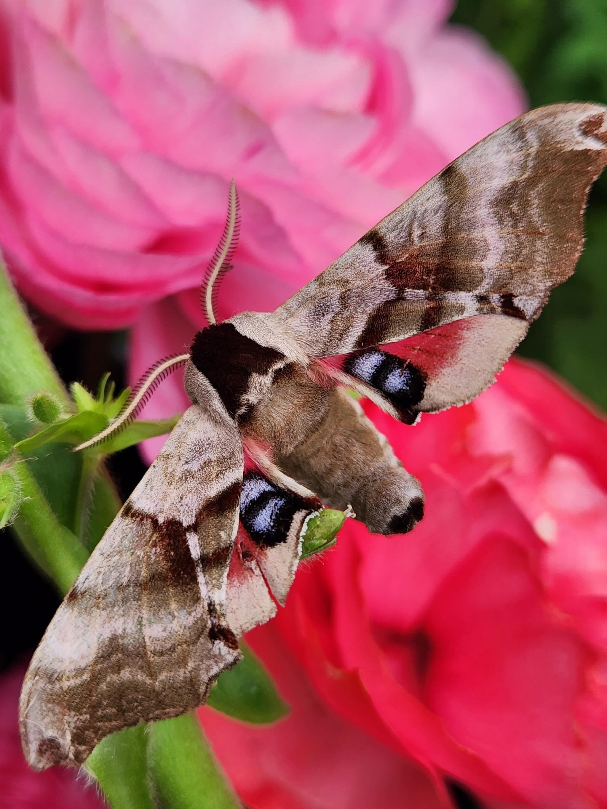Eyed Hawk Moth 😍