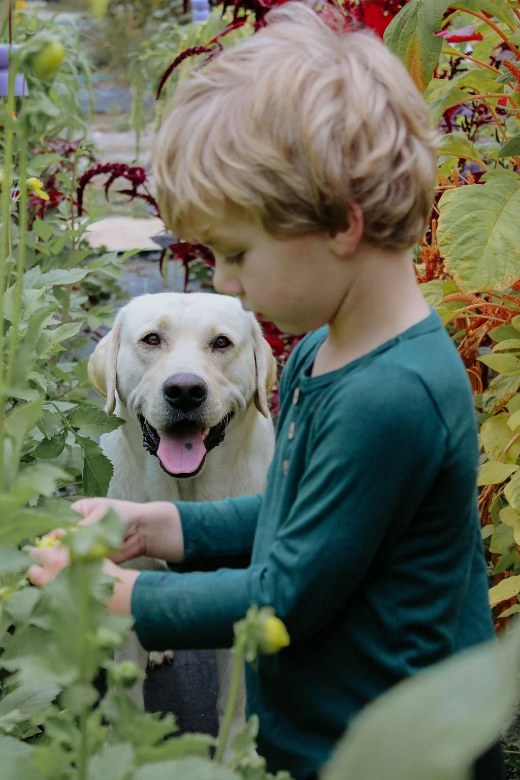 Boy & a White Lab in the Flower Garden.jpg