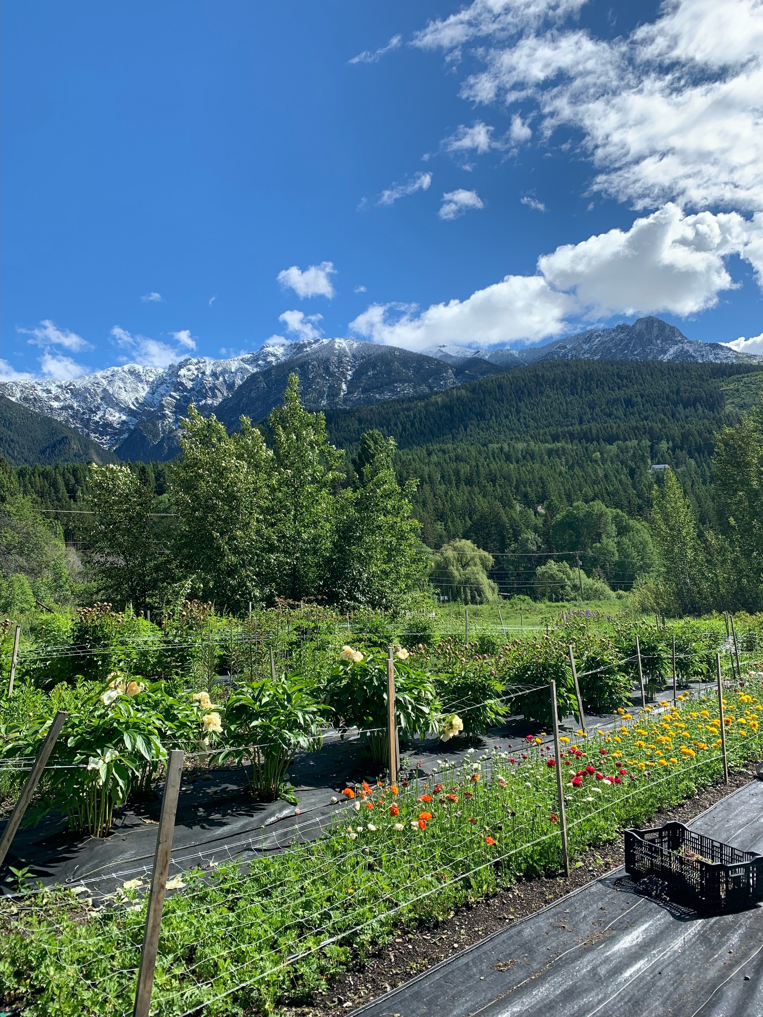 Spring On the Farm.jpeg