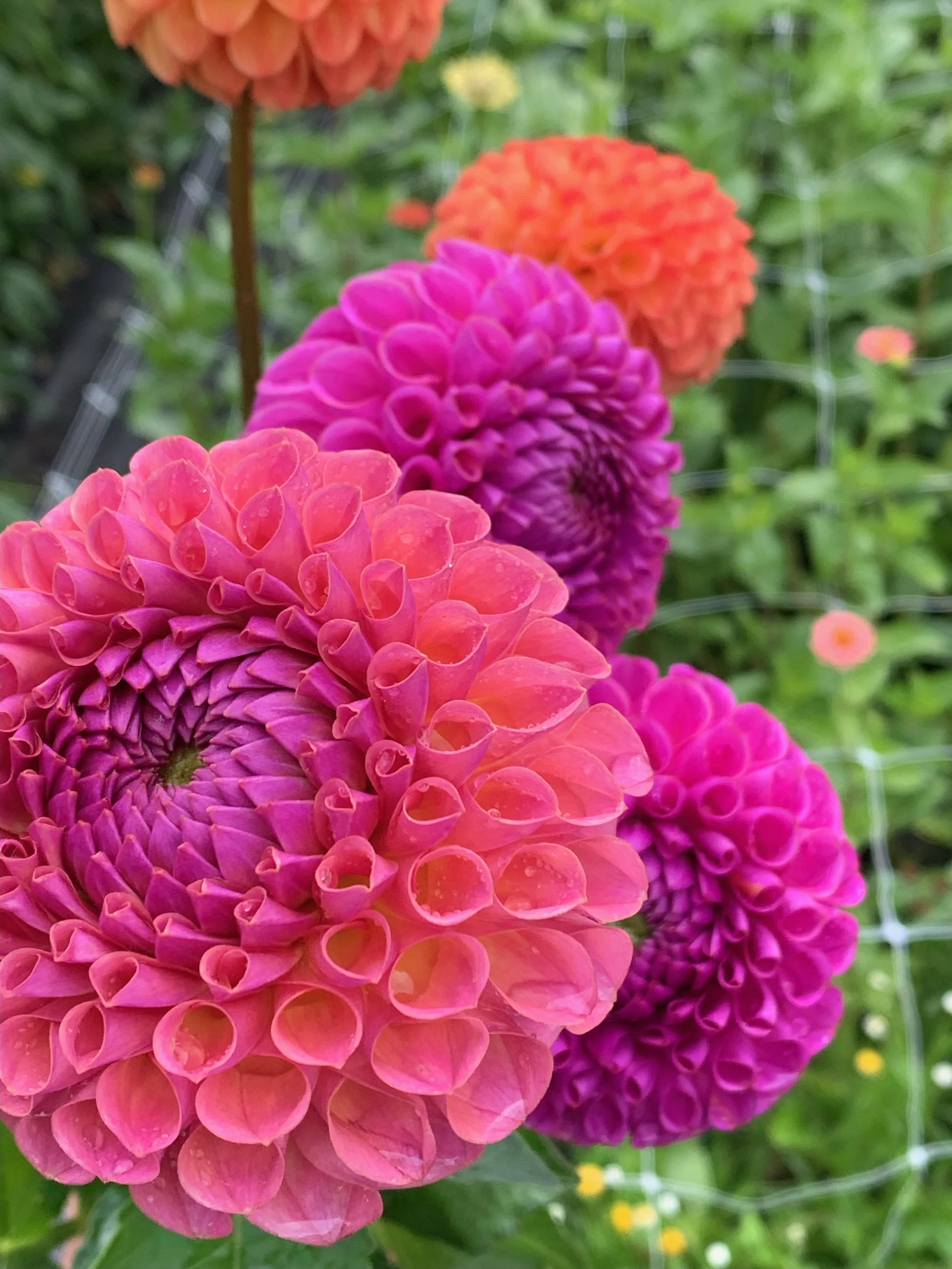 Fall Flower Subscription September Three weeks