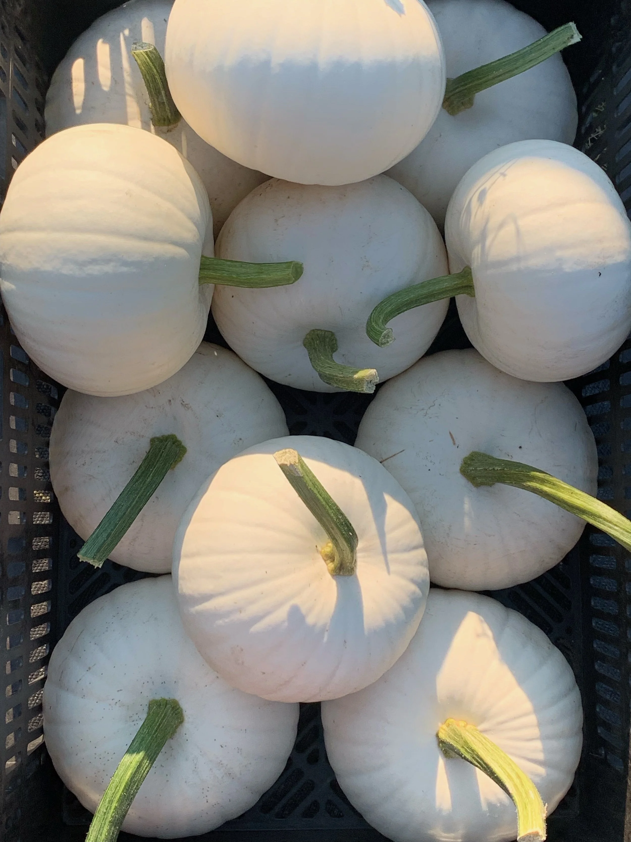White Pumpkins.jpeg