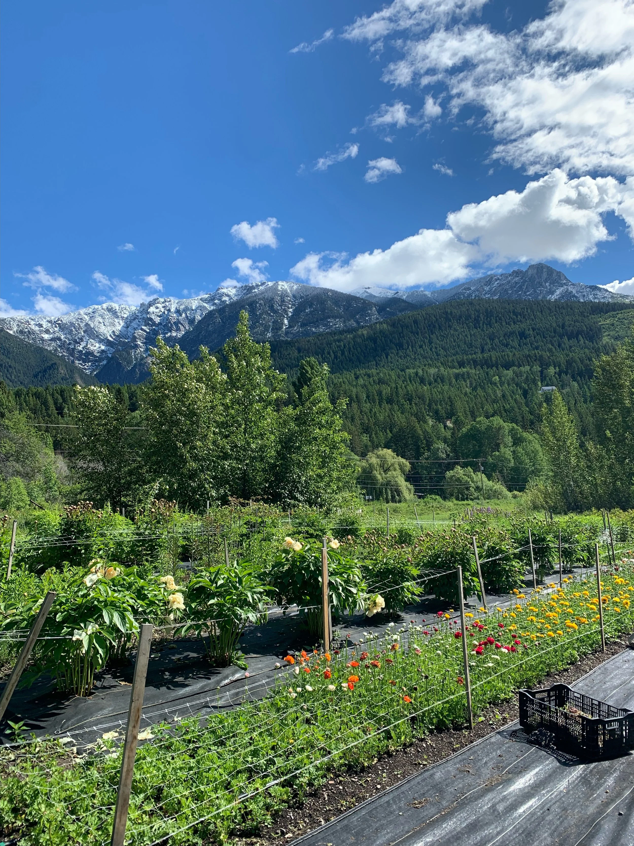Spring On the Farm.jpeg