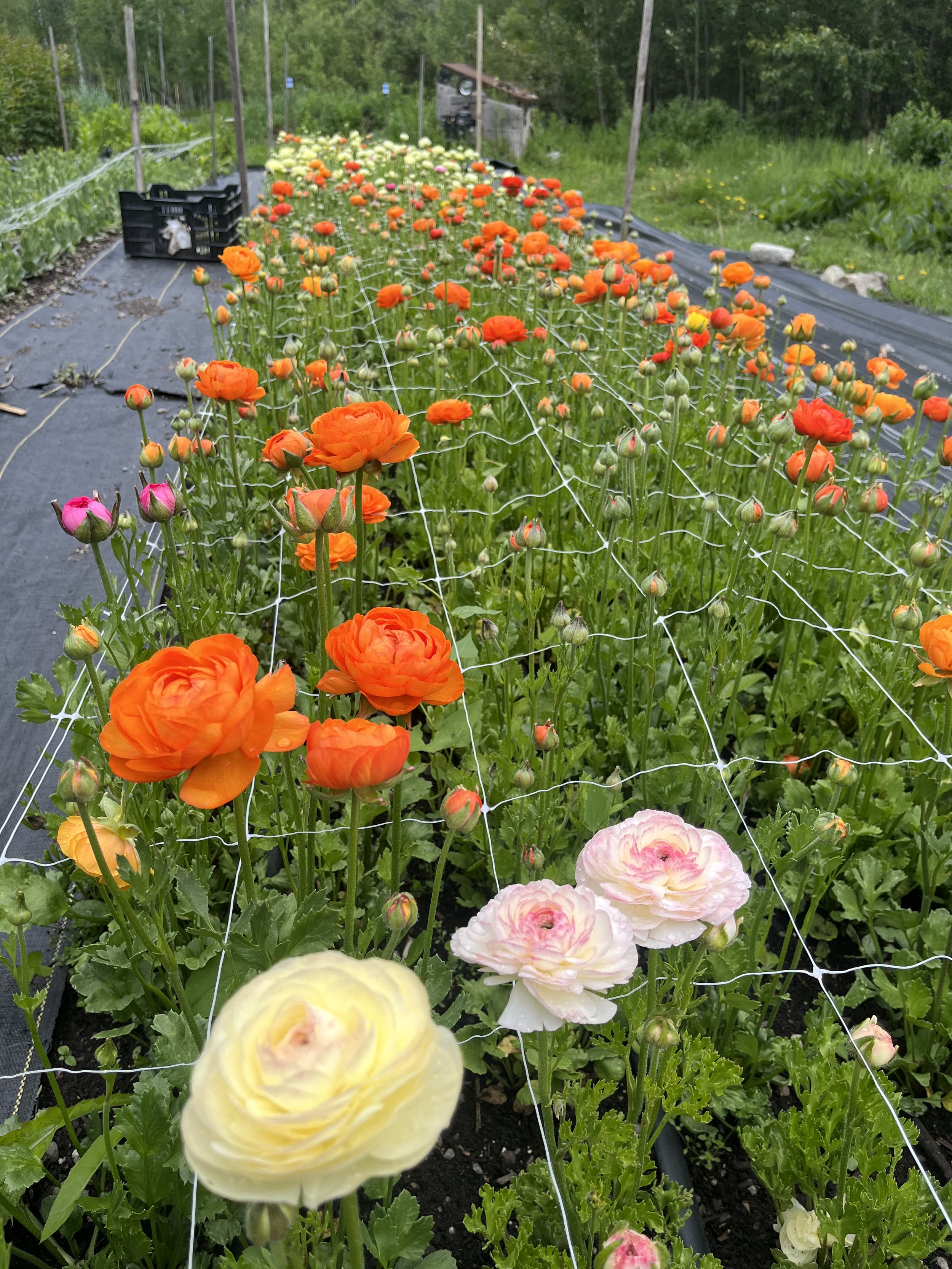 Field of Orange Ranunculus.jpeg