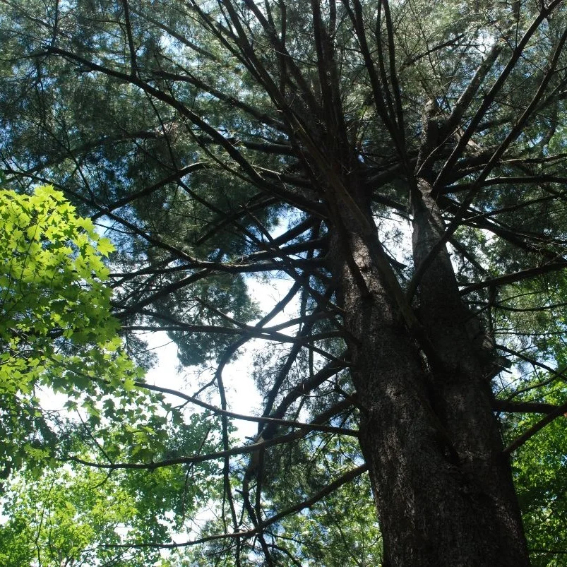 Legend of the White Pine