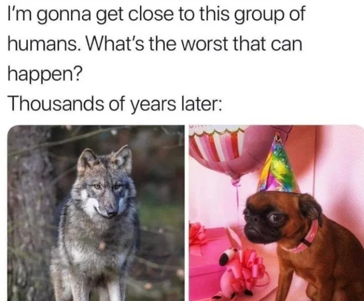 Op-Ed: Should Dogs Wear Hats?