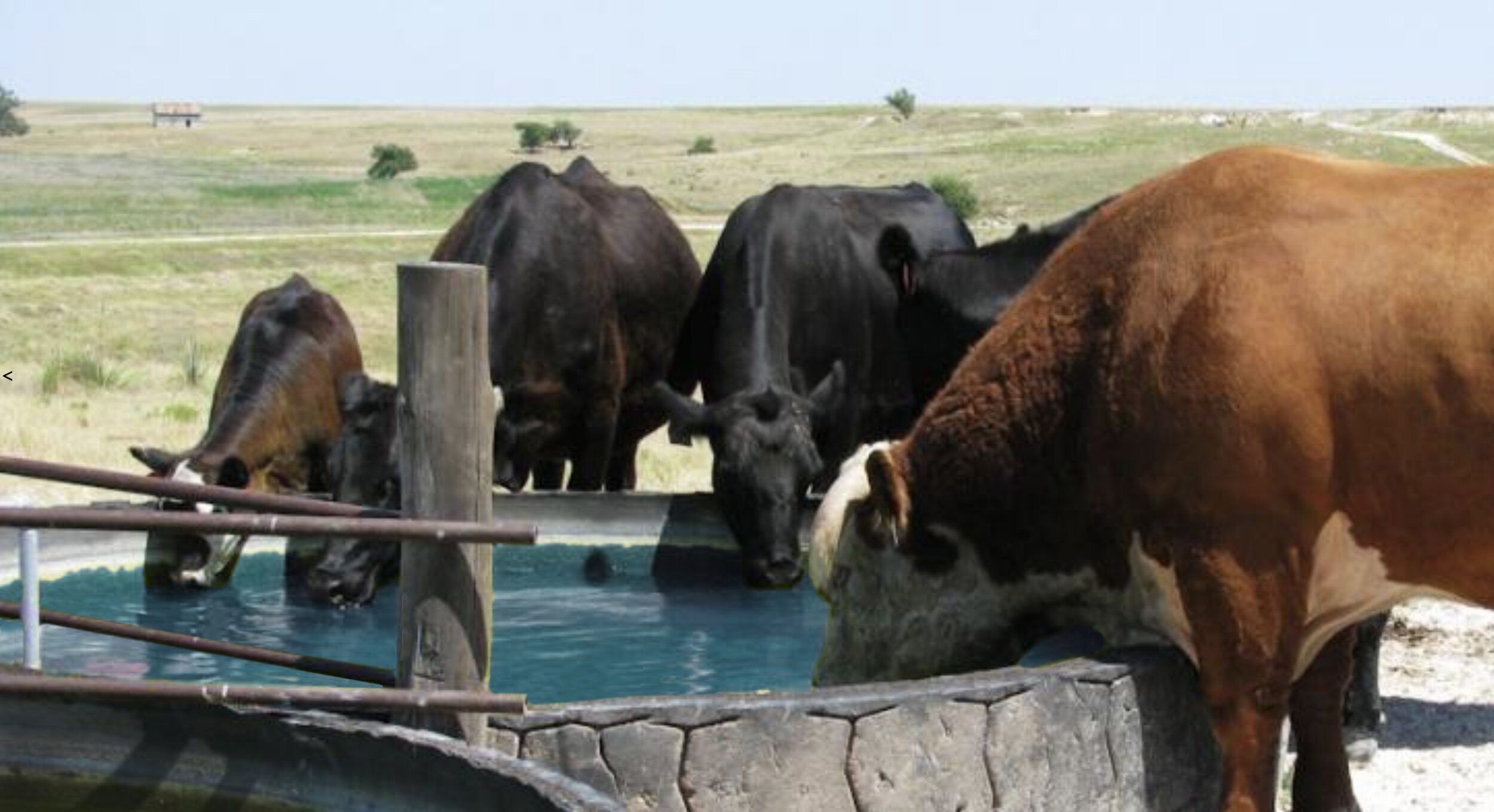 cows drinking.jpg