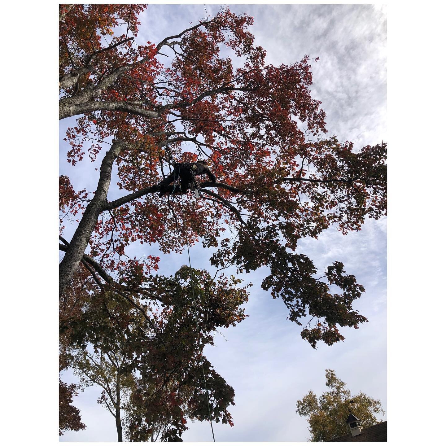 Beautiful fall day spent in this red maple in full fall foliage. We addressed structural issues, cleaned up old storm damage, reduced end-weight on some of the longest limbs, and installed 3 dynamic cables give the property owners peace of mind when 