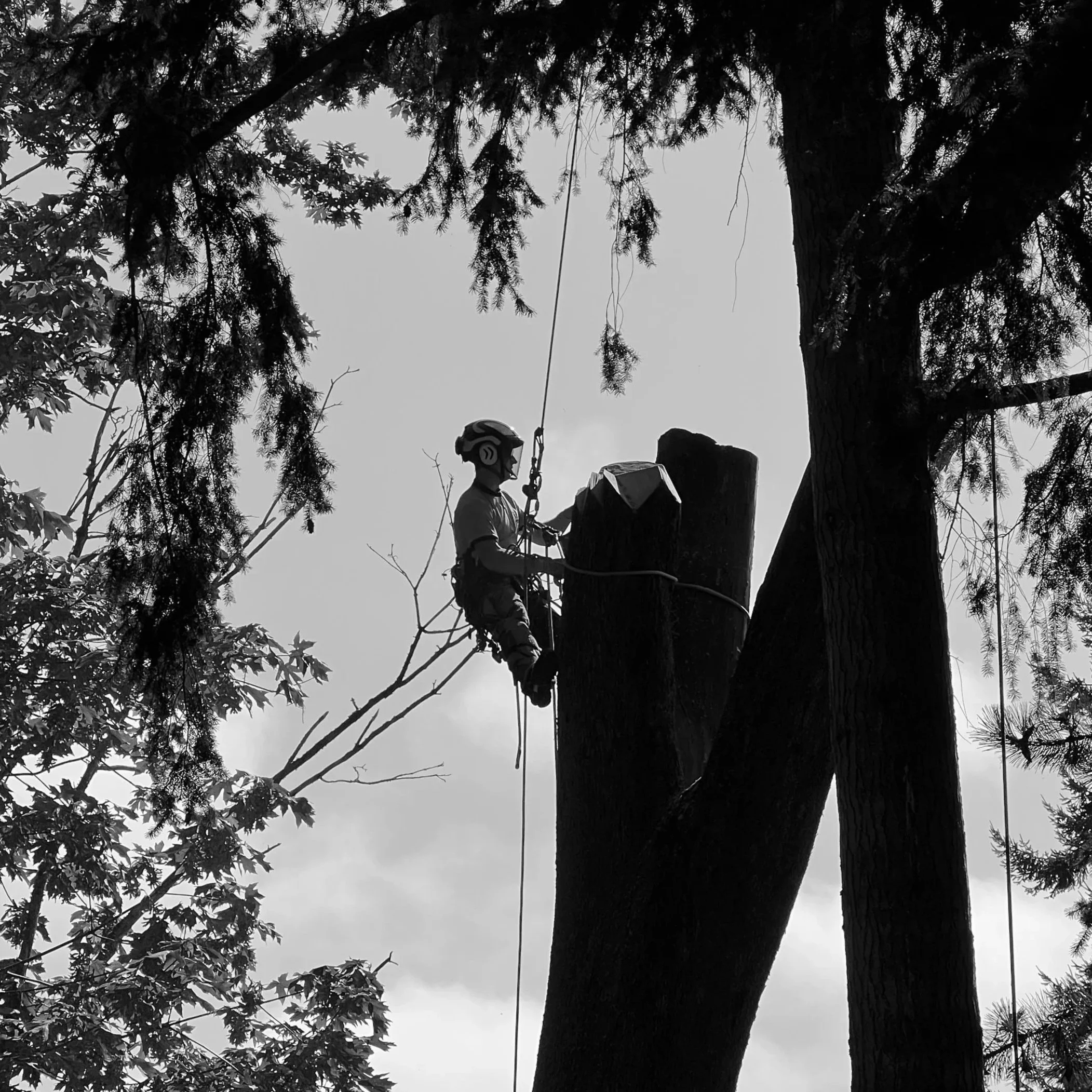 An arborist wearing proper personal protective equipment, suspended by a climbing rope from above while working to cut down the remaining trunk of a large tree. The image is taken as if through a window of foliage, silhouetting the climber in the sky