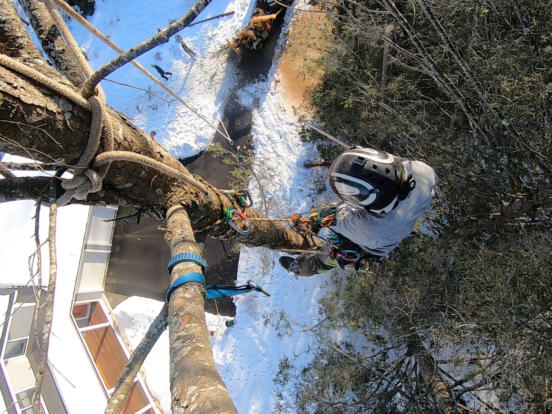 Image taken from above showing a climbing arborist removing white pine limbs using a zip line technique. The rope carries the limbs over obstacles and they land right in front of the chipper.