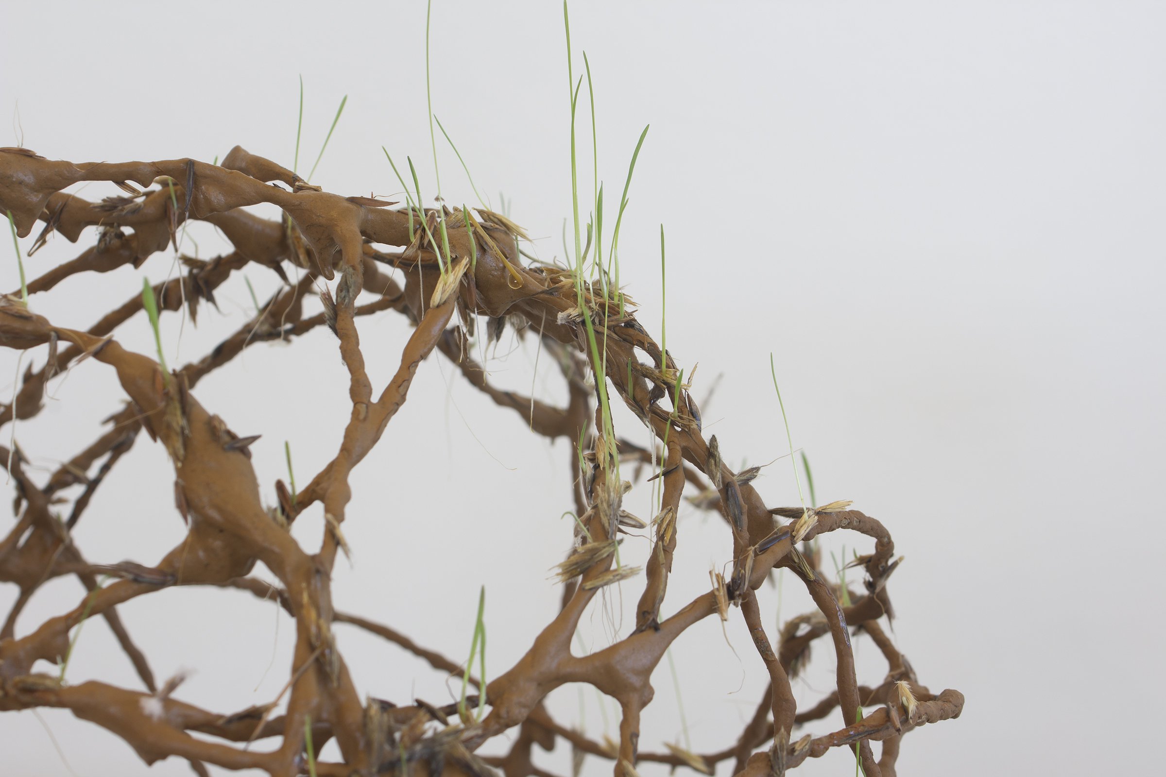Roots and Wire (detail 3), 2021, Native seeds, local clay, local soil, bailing wire.jpg