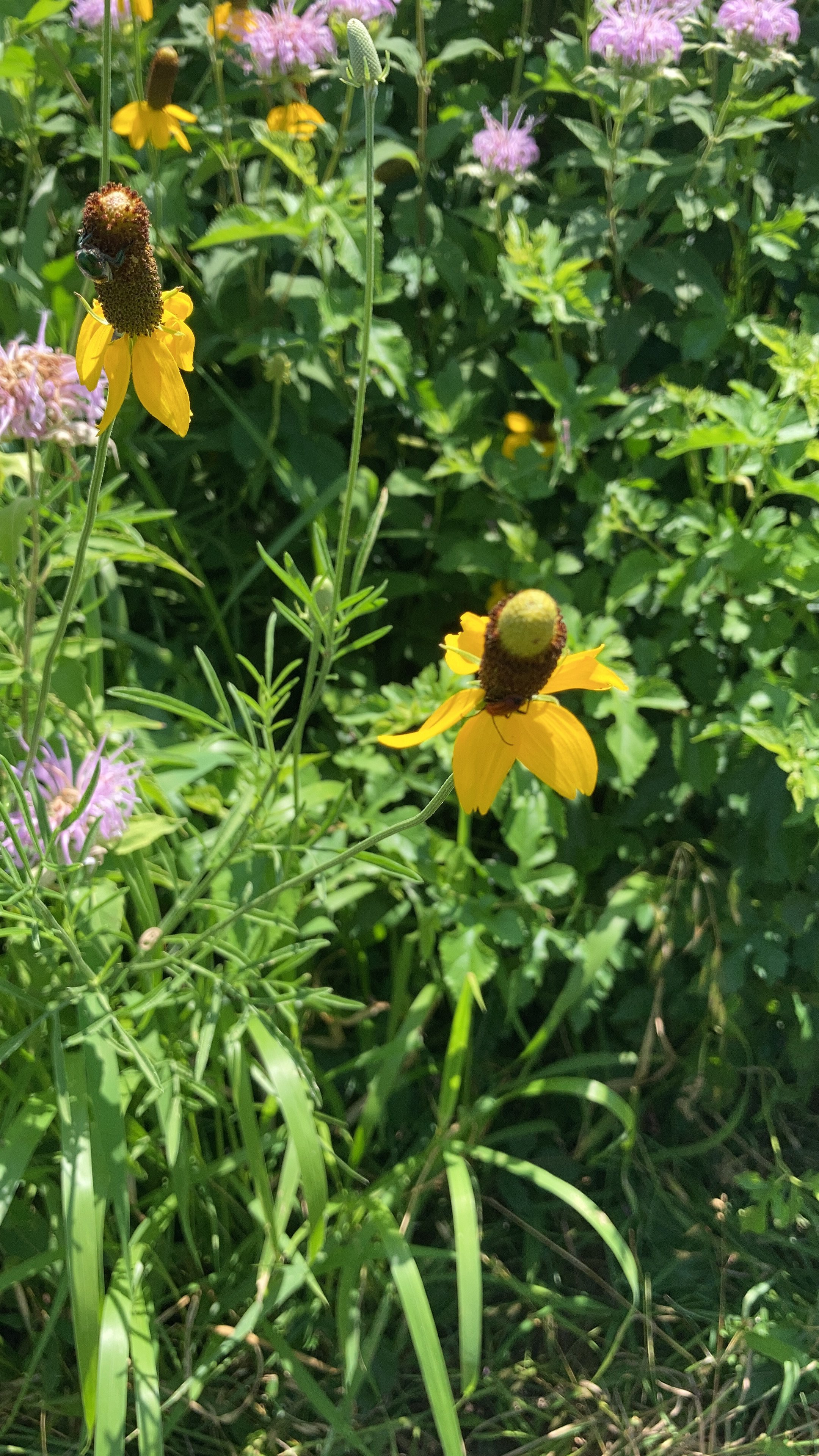 Restored area 2 months after burn