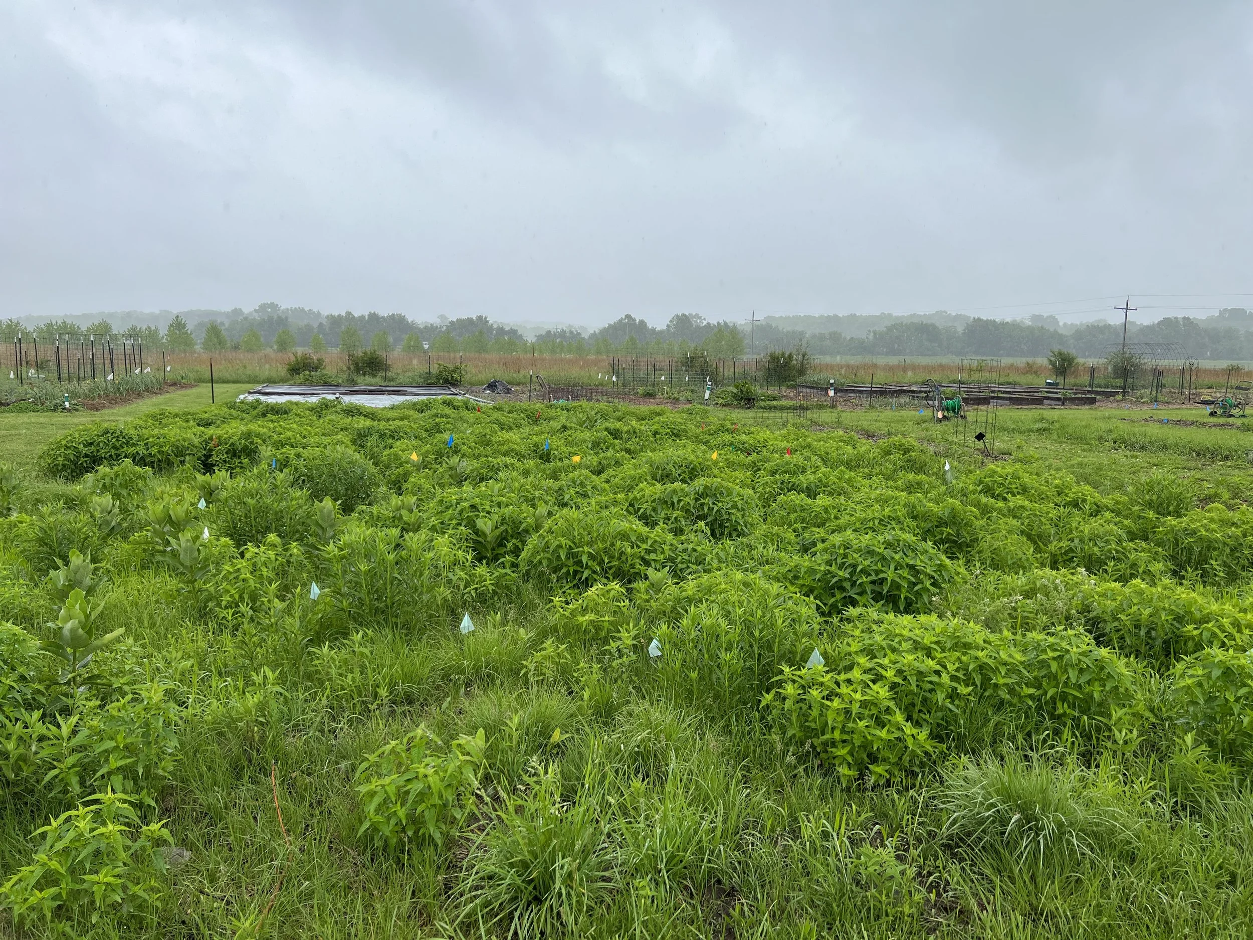 Restored area 1 month after burn