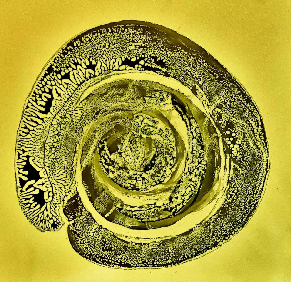 Lizard Egg