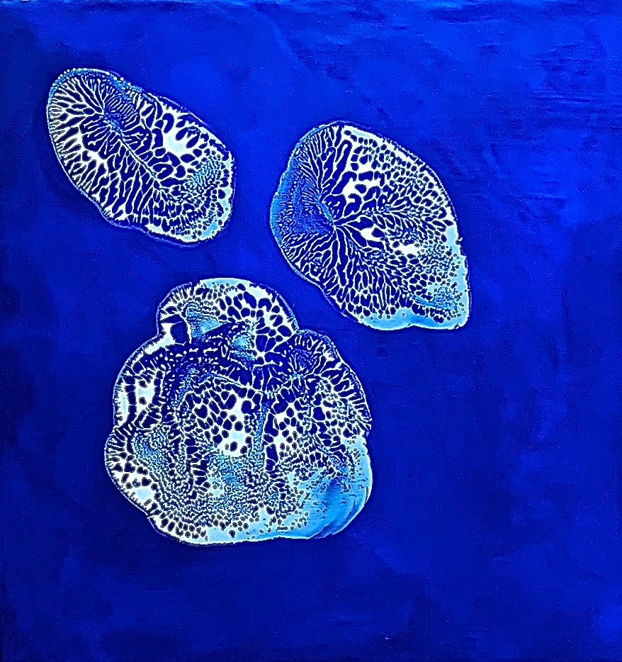Mollusks