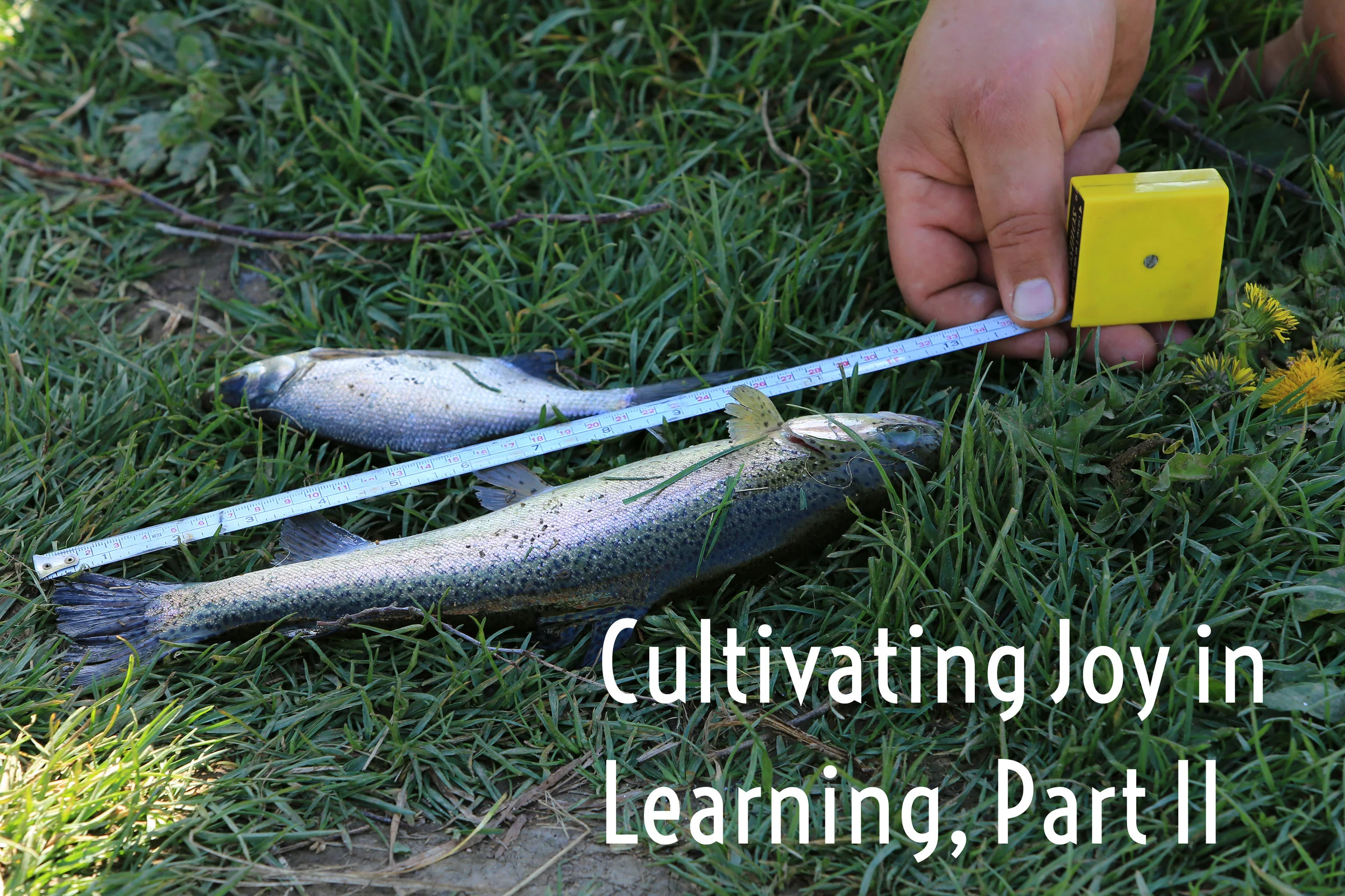 Cultivating Joy in Learning, Part II