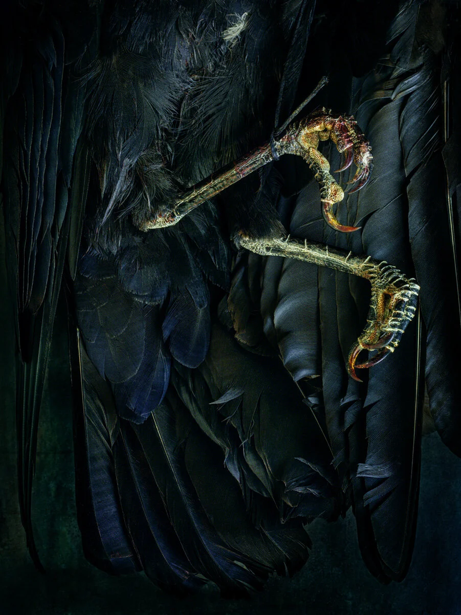 Crow Claws in Black and Blue (Copy)