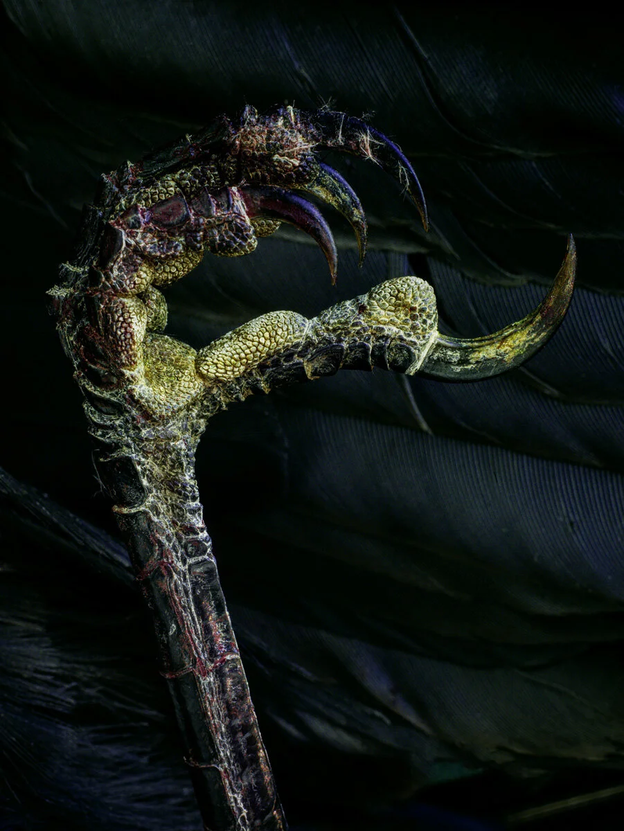 Crow Claw (Copy)