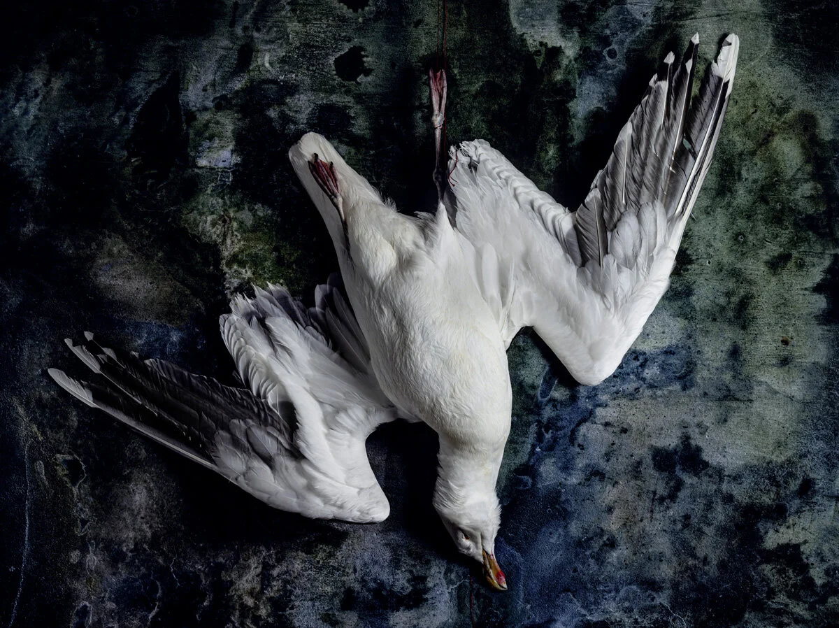 Seagull in Blue and Grey, Supine (Copy)