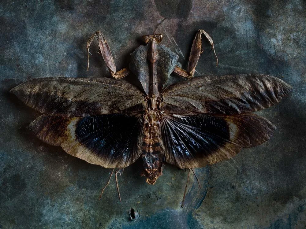 Deroplatys+Desicata+Male