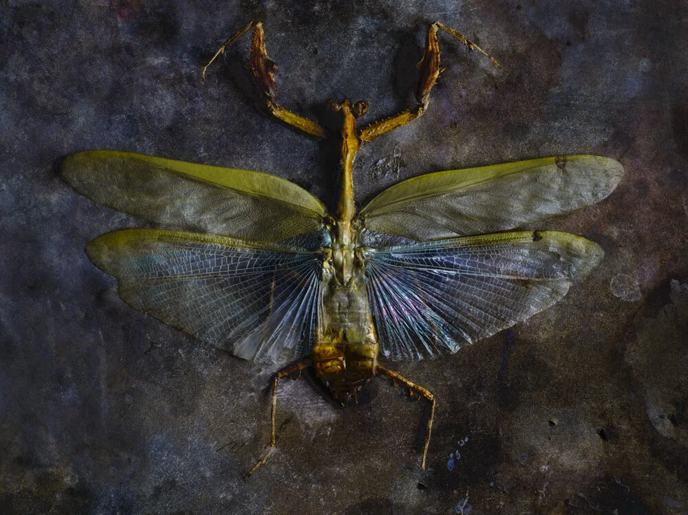 Entomology